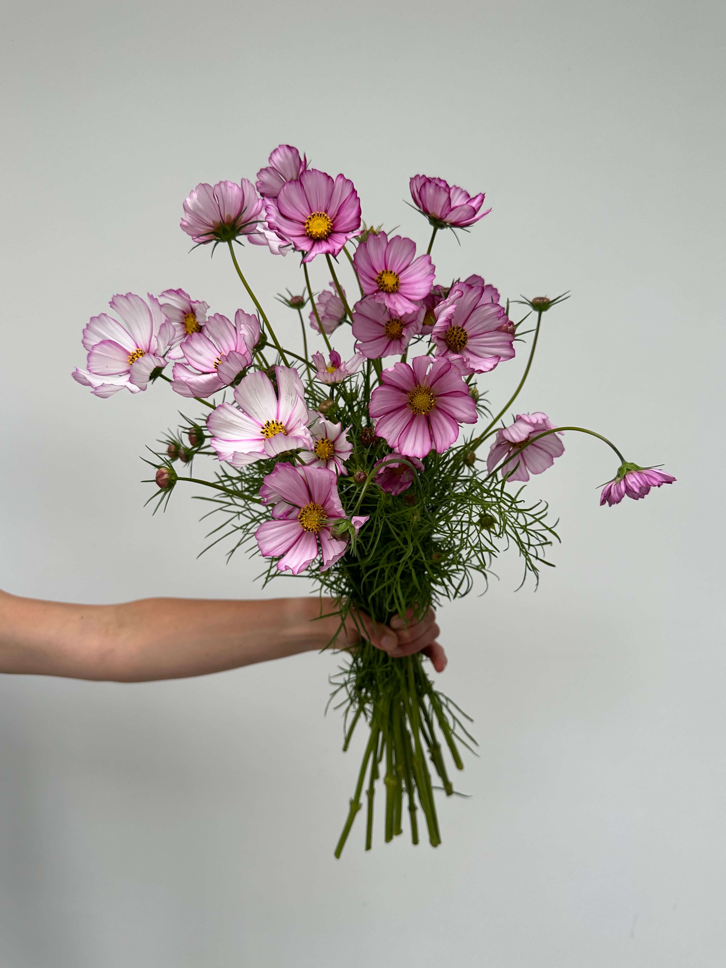 Pink Cosmo bunch - Cosmo bunches are growers' bunches (volume-based) &amp; will contain roughly 10-12 stems per bunch. The perfect filler flower to introduce that wildflower look to any arrangement or bouquet!  Bulk flower orders placed through our online site must be placed two days in advance from the desire pick up date, that will give us enough time to get it ready for you in case we do not have the item available in store. To check availability of the item you could contact our location in Tustin for more information. If you place the order with no anticipation time your order must be canceled.  155 W. First St. Tustin, CA. 92780 (714) 368-9845  Monday 8 a.m. - 4 p.m. Tues-Fri 8 a.m. - 6 p.m. Saturday 8 a.m. - 4 p.m. Sunday 10 a.m. - 2 p.m.