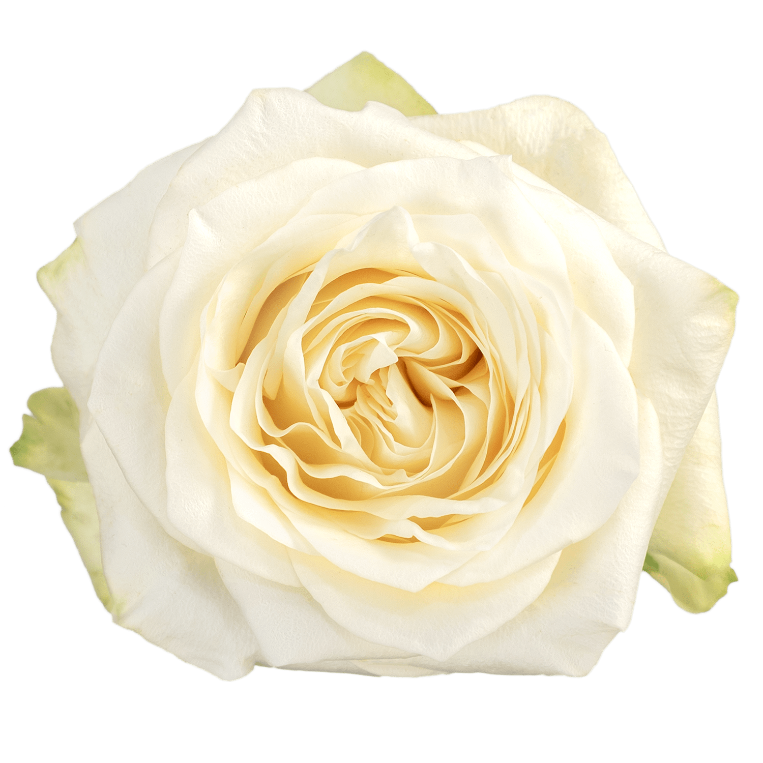 Candelight Garden Rose - Candlelight Garden Rose bunch contains 24 stems of roses Please read the following instructions before placing your order.  Bulk flower orders placed through our online site must be placed two days in advance from the desire pick up date, that will give us enough time to get it ready for you in case we do not have the item available in store. To check availability of the item you could contact our location in Tustin for more information.  155 W. First St. Tustin, CA. 92780 (714) 368-9845  Monday - 8 a.m.- 4 p.m. Tues-Fri 8 a.m. - 6 p.m. Saturday - 8 a.m. - 4 p.m. Sunday - 10 a.m. - 2 p.m.