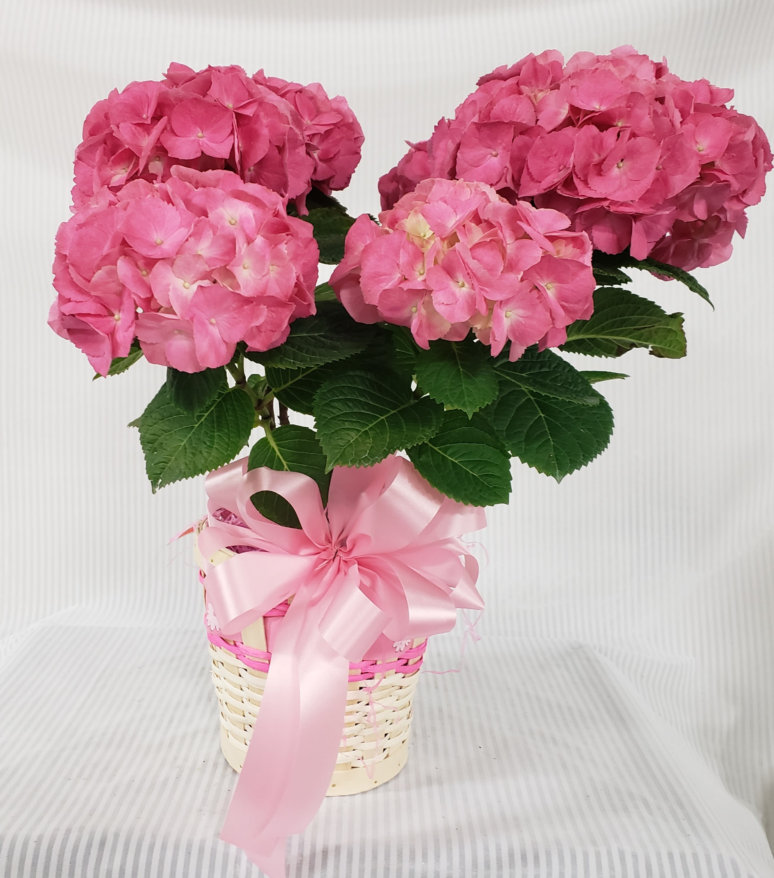 Pink Hydrangea - Beautifully wrapped Pink Hydrangea, the perfect Easter or Mothers day planty