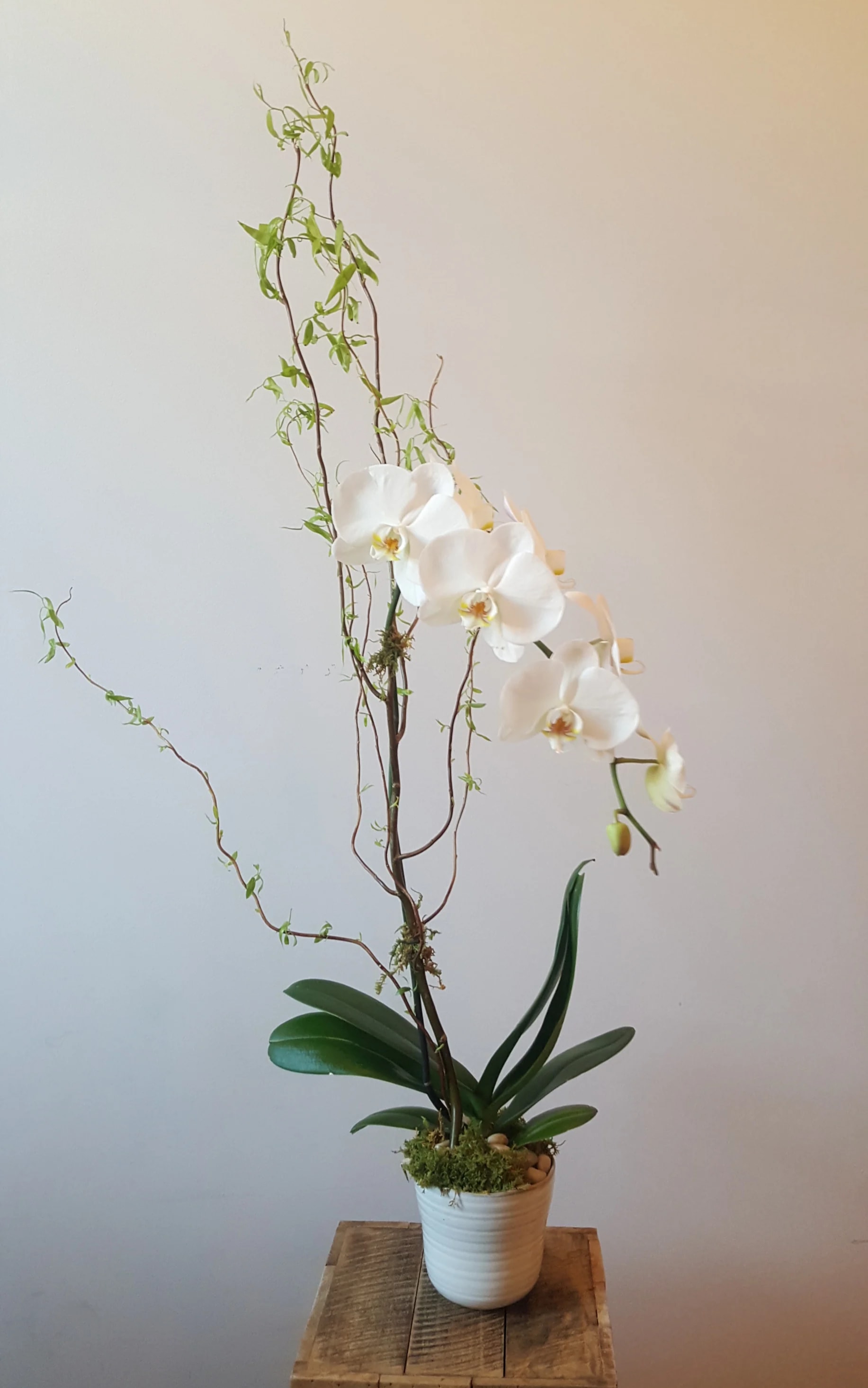 Tall potted white orchid in a white ceramic pot displayed on a wooden stool