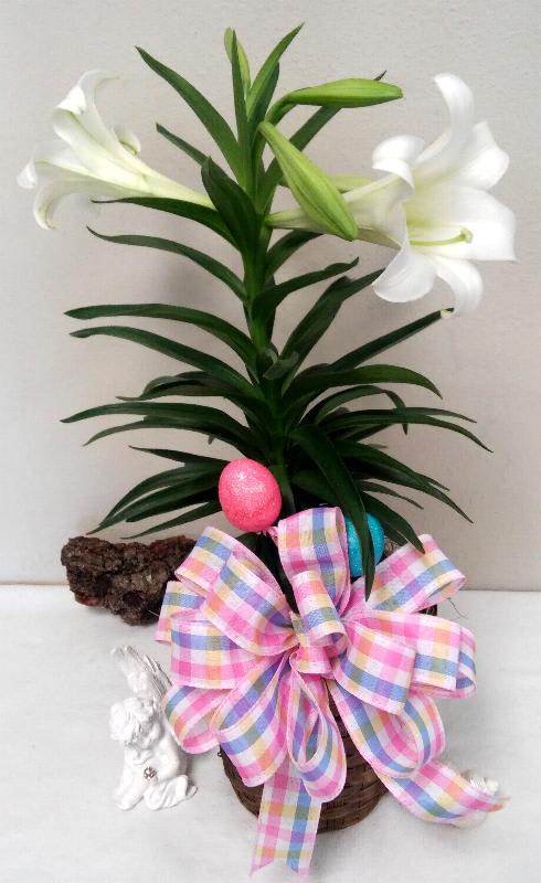 Easter Lily Plant - Easter Lilly Plant is a wicker pot with seasonal bow 