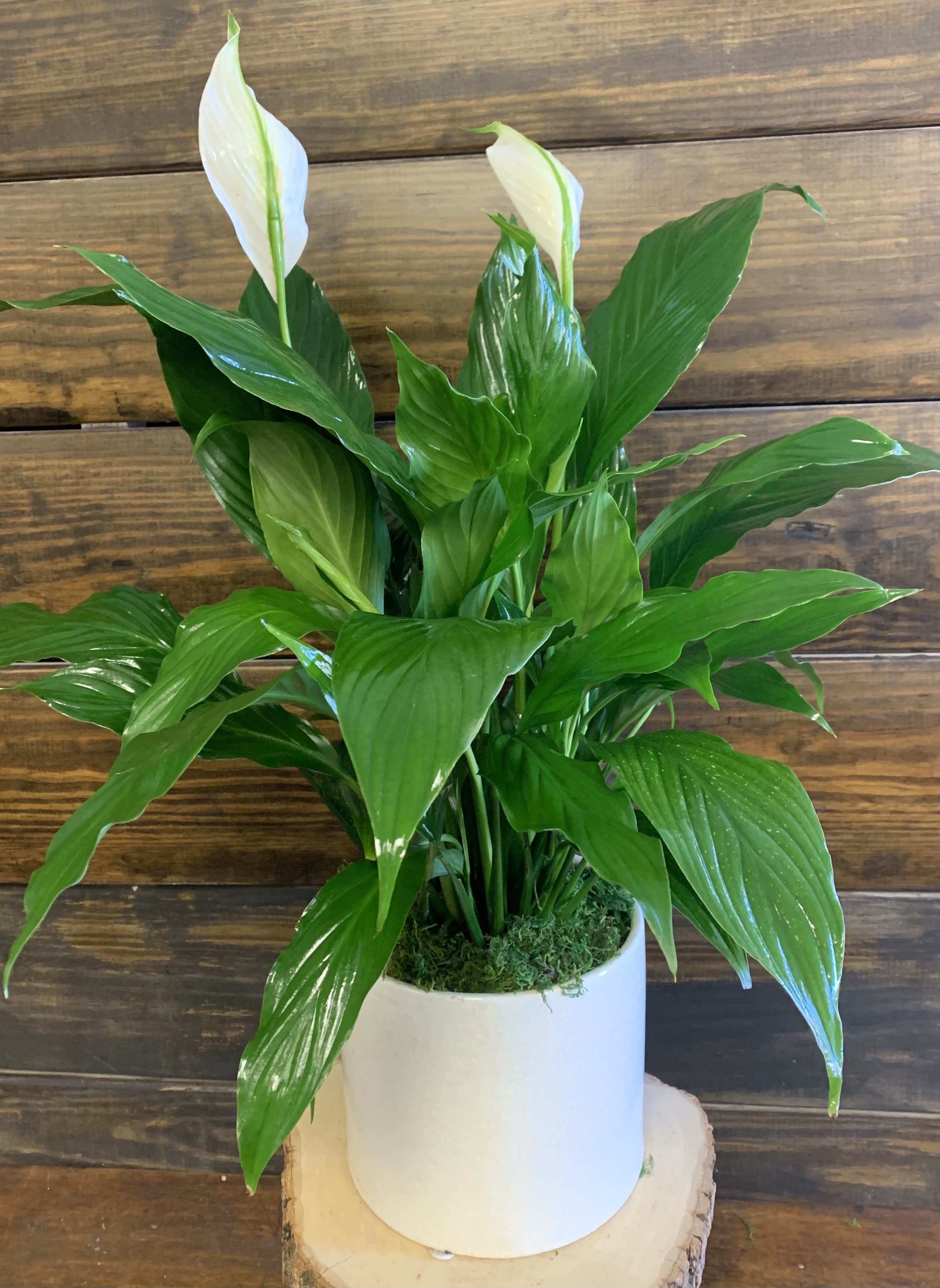 Modern Spathiphyllum  - Peace lilies are renowned for their easy care. The peace lily is hardy and forgiving.The shade-loving tropical plant is also known for its air-purifying abilities. This size is 28" tall. Sizes up will be bigger plant in same ceramic container. 