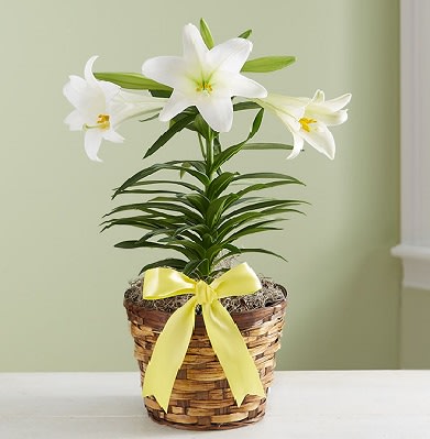 EASTER LILY - Our sweetly fragrant lily is a classic symbol of the Easter season. Featuring white, trumpet-shaped blooms, this elegant plant is designed in a decorative wicker basket with a yellow satin ribbon, delivering your most thoughtful sentiments to the people you love