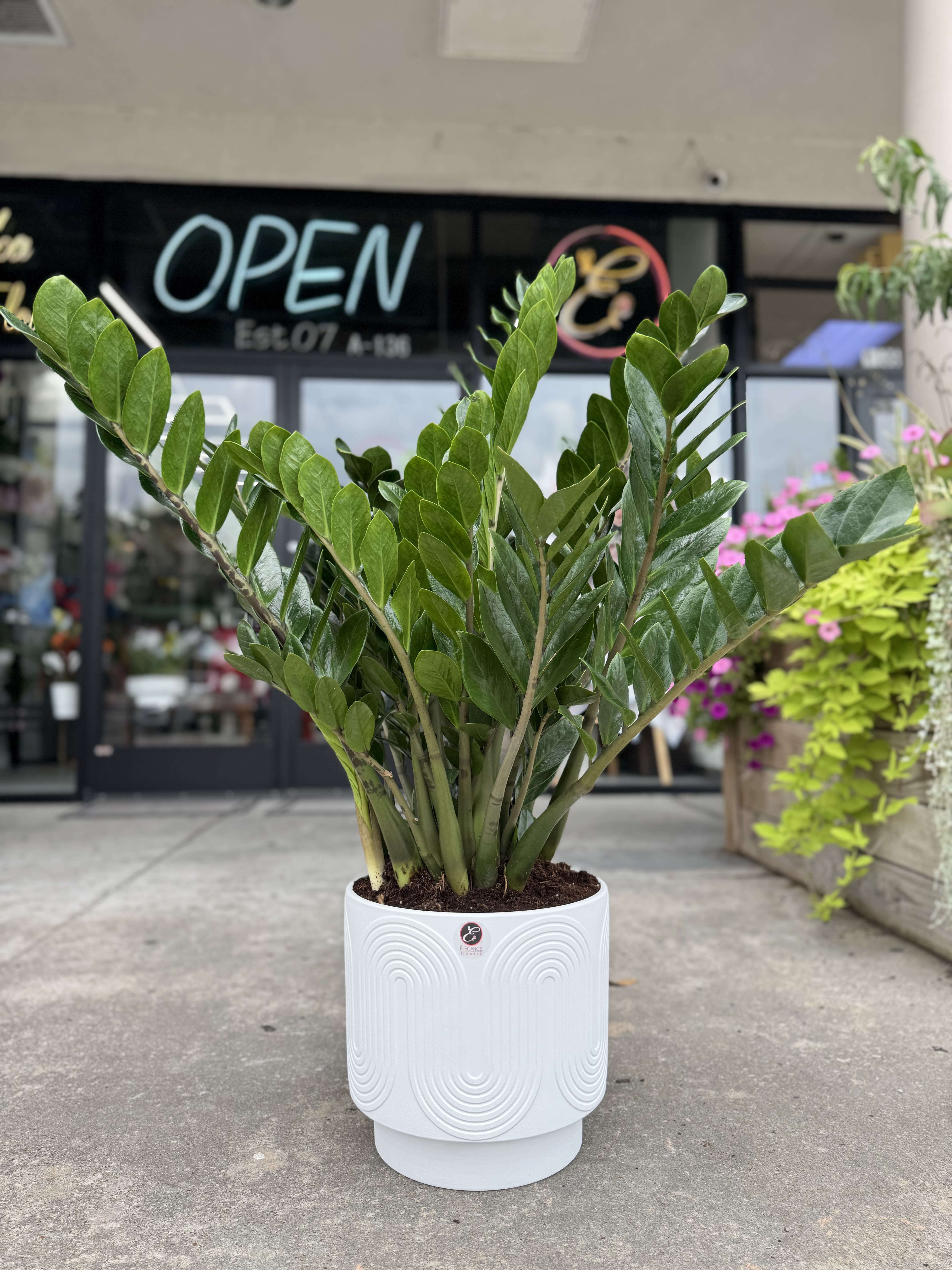 Tall ZZ houseplant with glossy green leaves in a white textured pot.