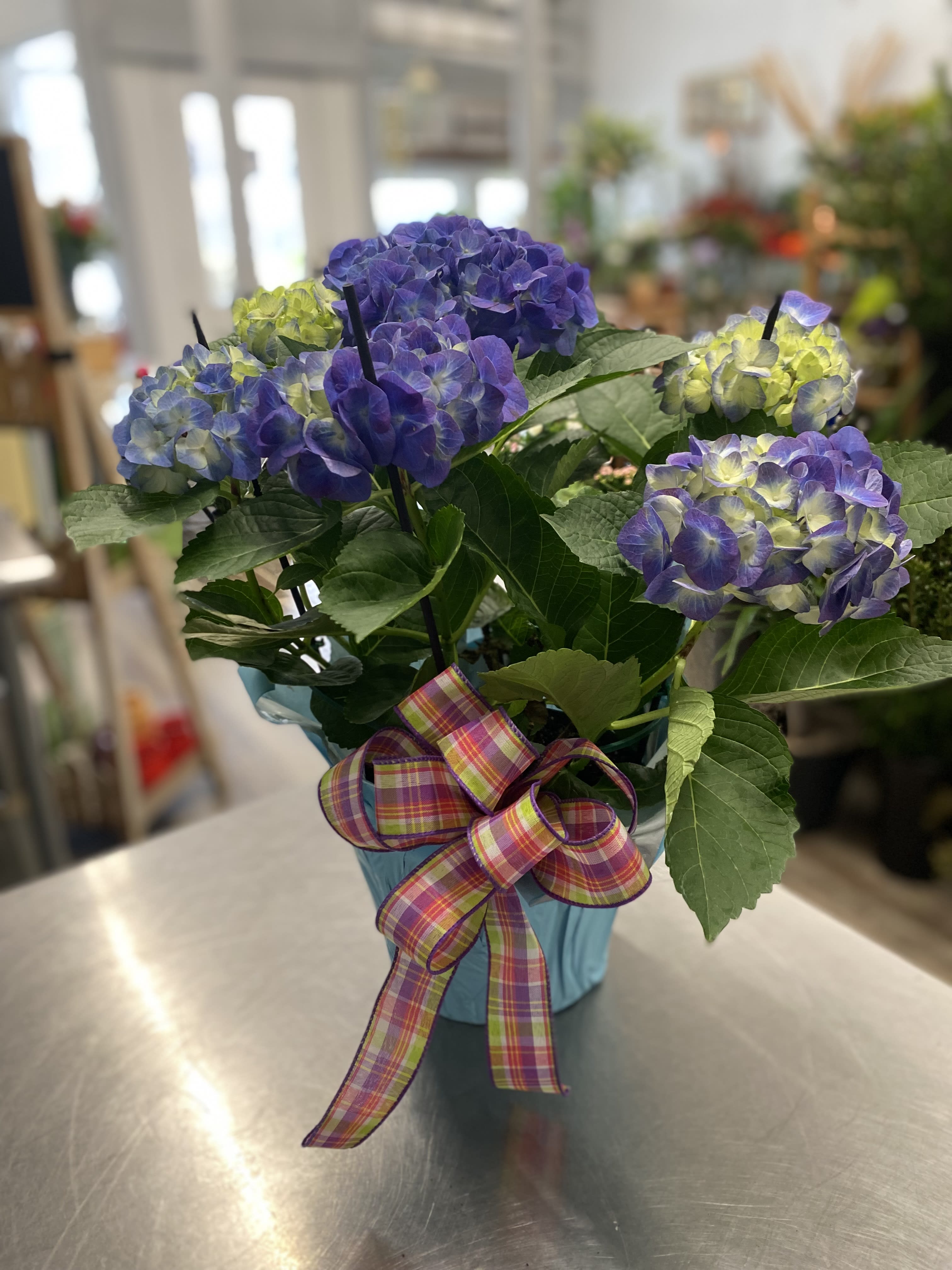 Hydrangea Plant - A beautiful hydrangea plant decorated with a bow. Upgraded version will be in a neutral container or basket with a beautiful bow. Hydrangea plants may vary in color. 