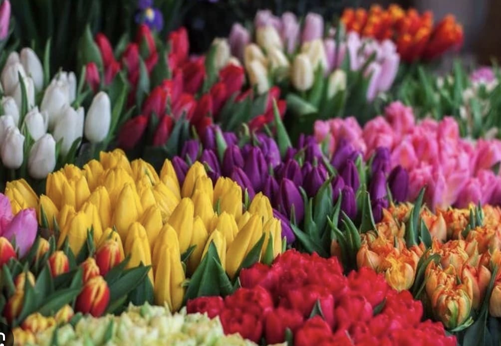 Rows of assorted tulips in yellow, red, purple, pink, orange, and white densely grouped together.