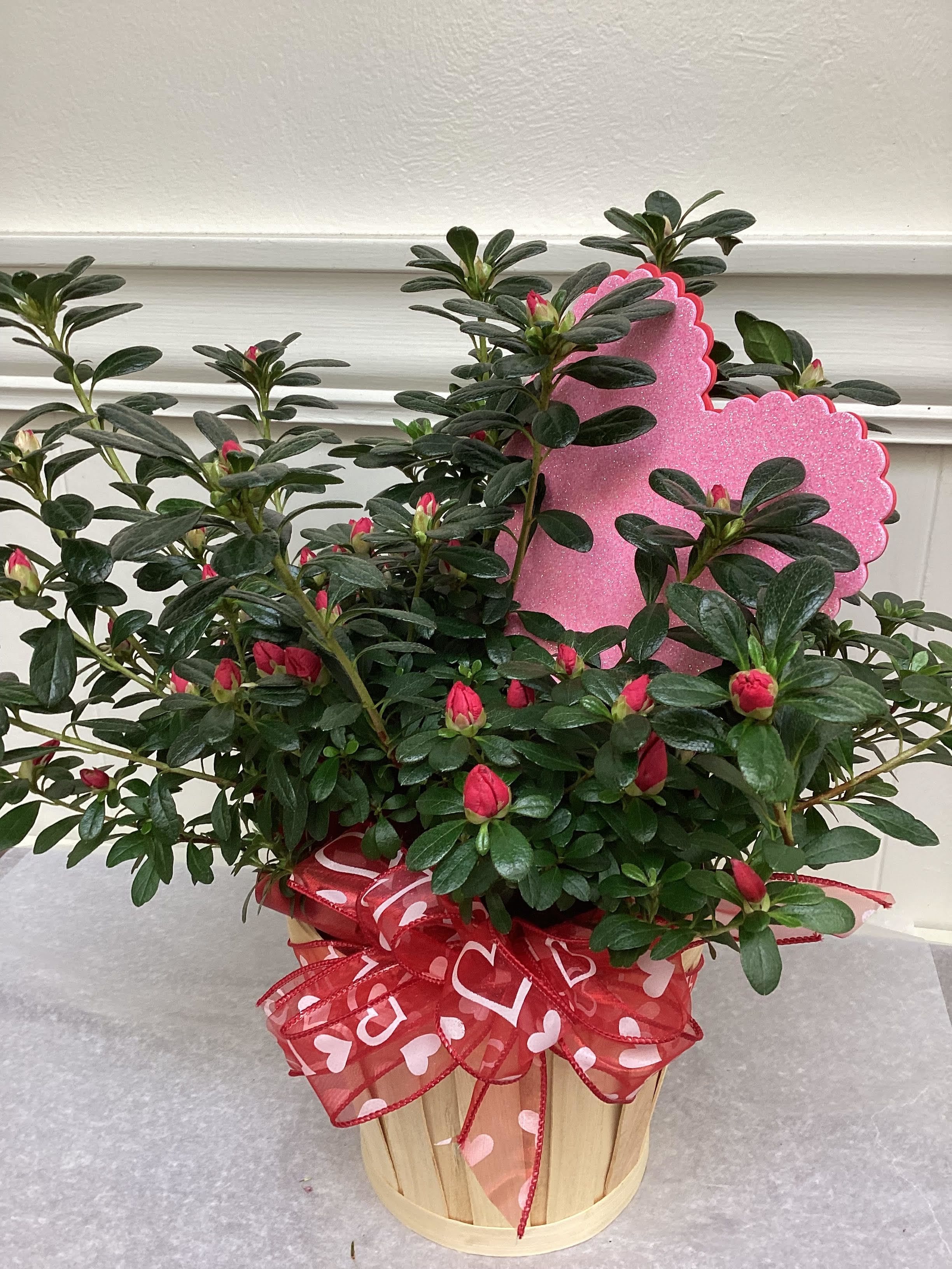 Azalea Plant (shades of pink or red) nestled in a basket - Beautiful blooming azalea plant in light-colored basket.  Most are shades of pink or red.  A perfect gift for any occasion. A gift for the gardener!