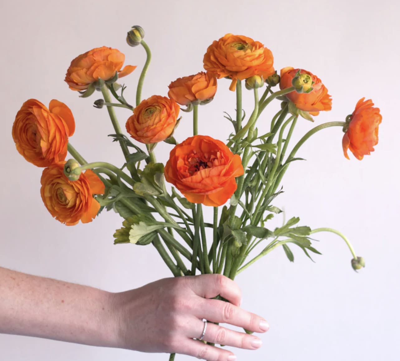 Handheld bunch of bright orange flowers against a light background