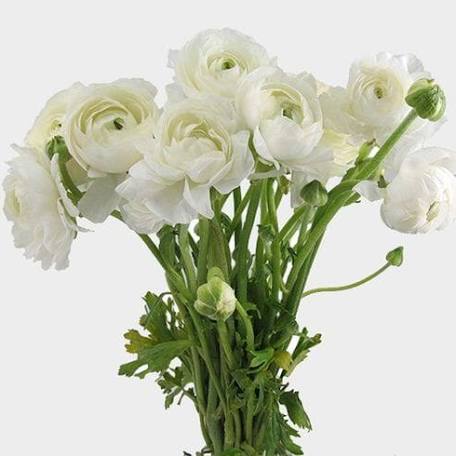 Bundle of white ranunculus blooms on long stems