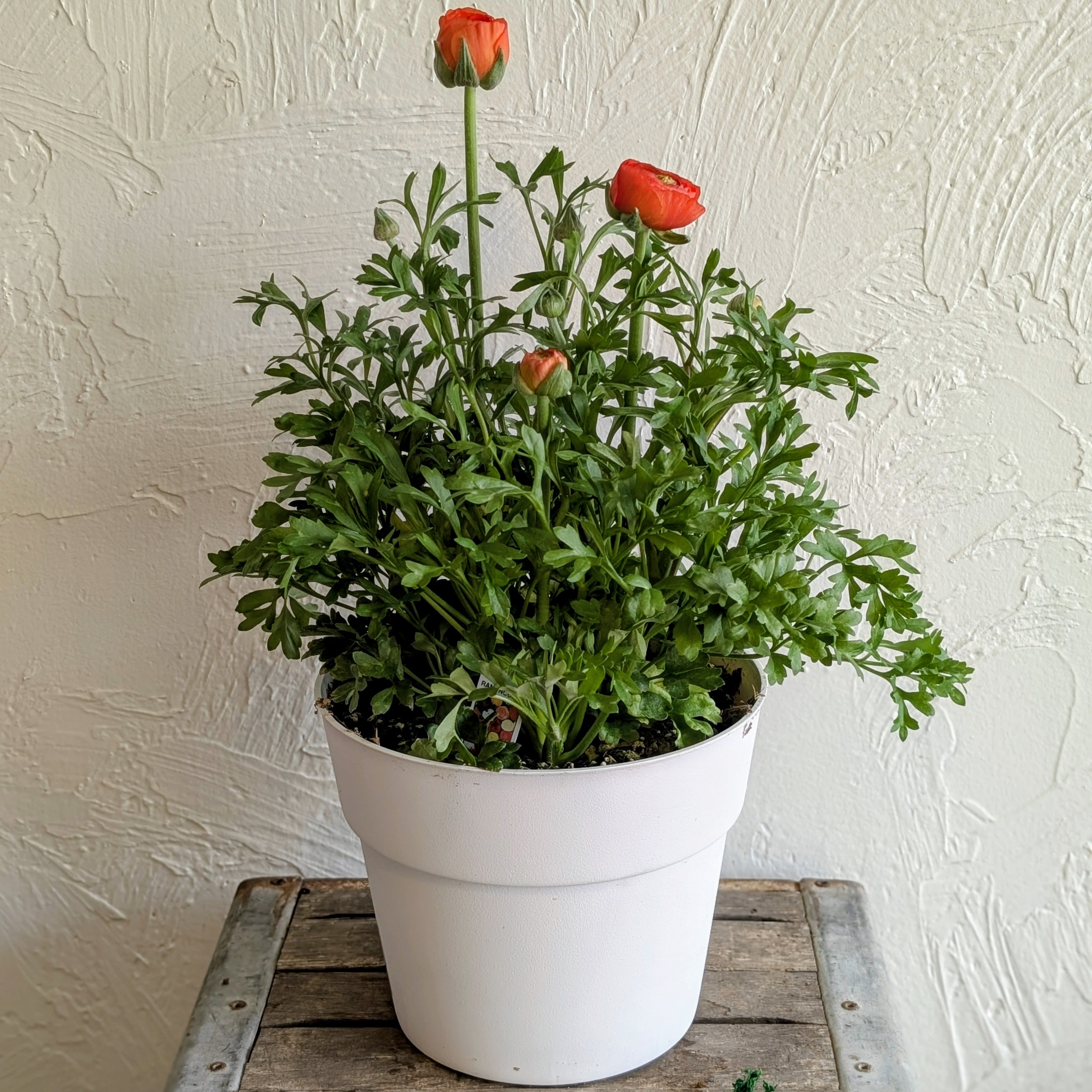 Ranunculus Pot  - Ranunculus Plant Pots. 10 inch diameter pot available in yellow or orange! Please specify which color you prefer when placing your order. Available for instore  pickup only 