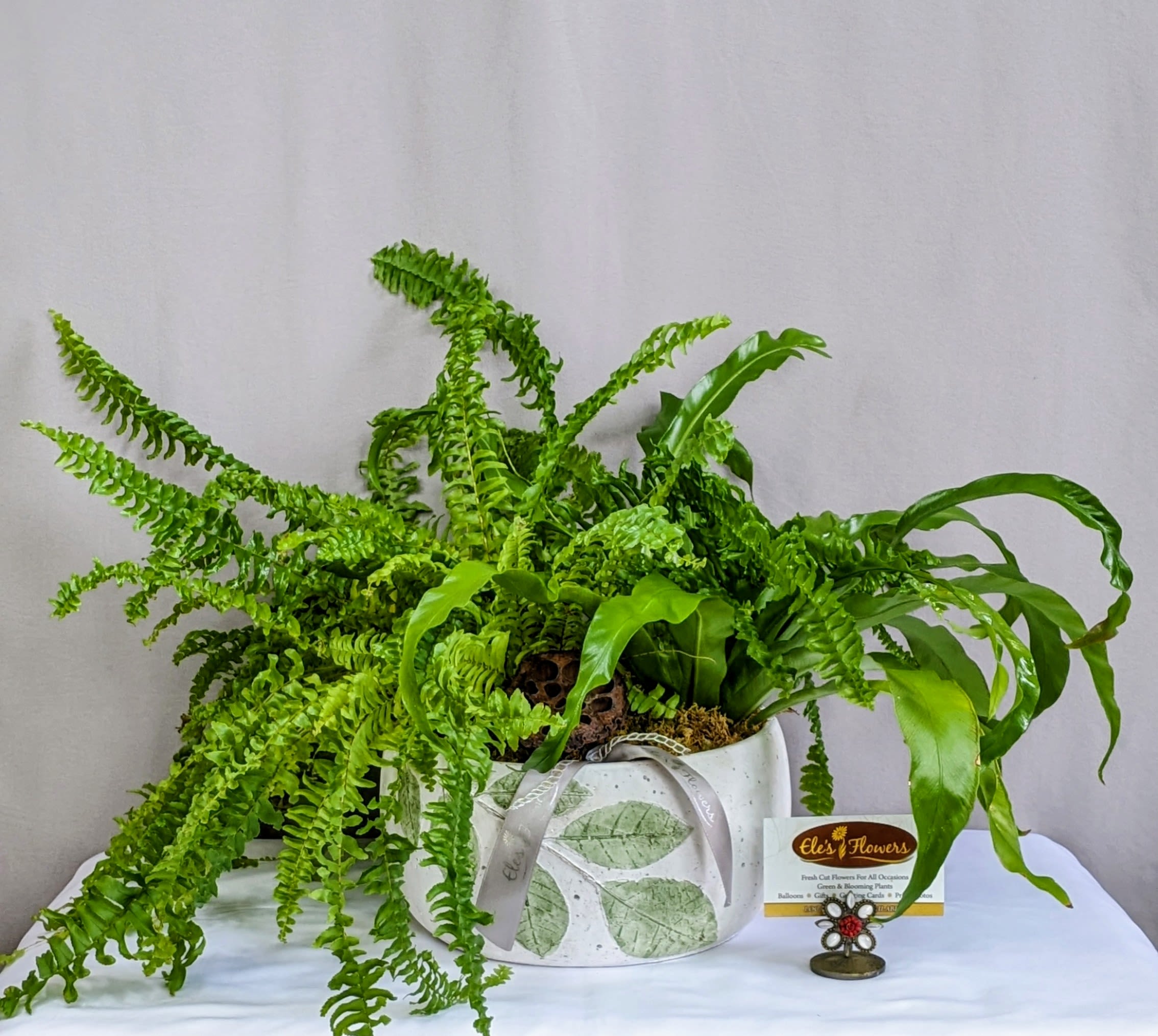 Verdant Fern Duo - Lush and full of texture, this ceramic planter showcases the beauty of two distinctive ferns. The feathery fronds of a classic Boston fern spill gracefully over the edges, while the bold, sculptural leaves of a Bird’s Nest fern rise elegantly at the center. Together, they create a stunning contrast of form and color, bringing a fresh, tropical touch to any space. Housed in a stylish ceramic container, this easy-care combination is perfect for adding natural beauty to a home or office.  Approximate Dimensions: 12"H x 21"W