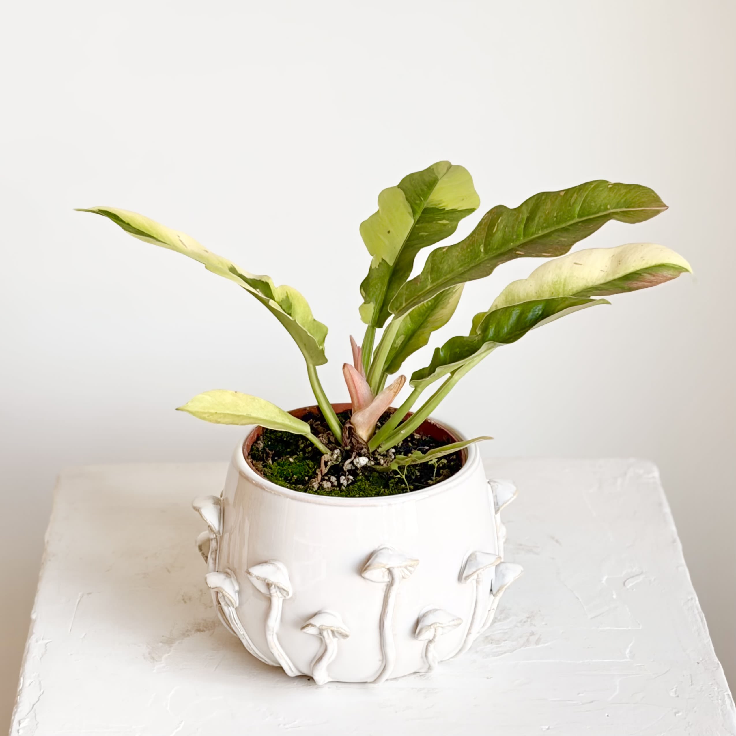 Ring of Fire Philodendron in Mushroom Pot - A striking Philodendron Ring of Fire in a whimsical mushroom pot, showcasing jagged, variegated leaves with fiery tones of green, orange, and cream. Bright, indirect light. Water when top soil dries out. Prefers warm conditions and good drainage.