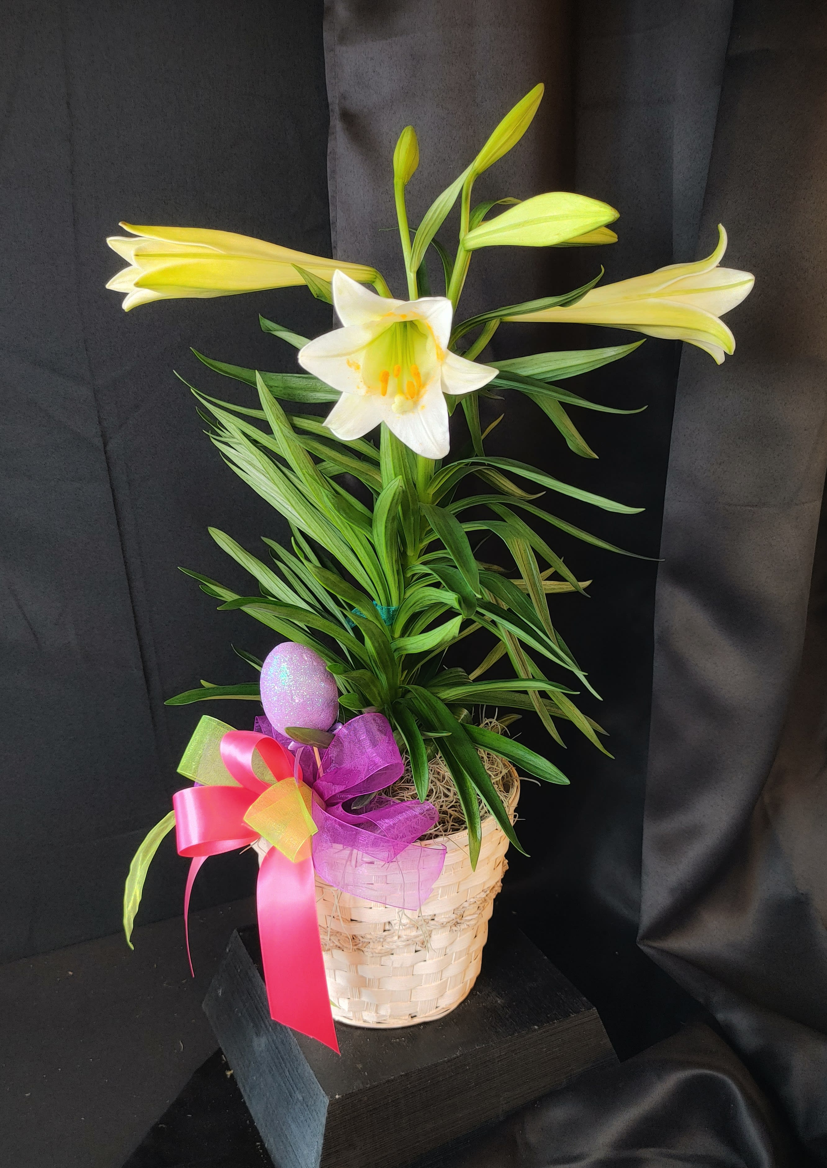 Easter Lily  - A Beautiful Easter Lily in a 6" wicker basket with colorful ribbons. They will be so HOPPY you sent this!