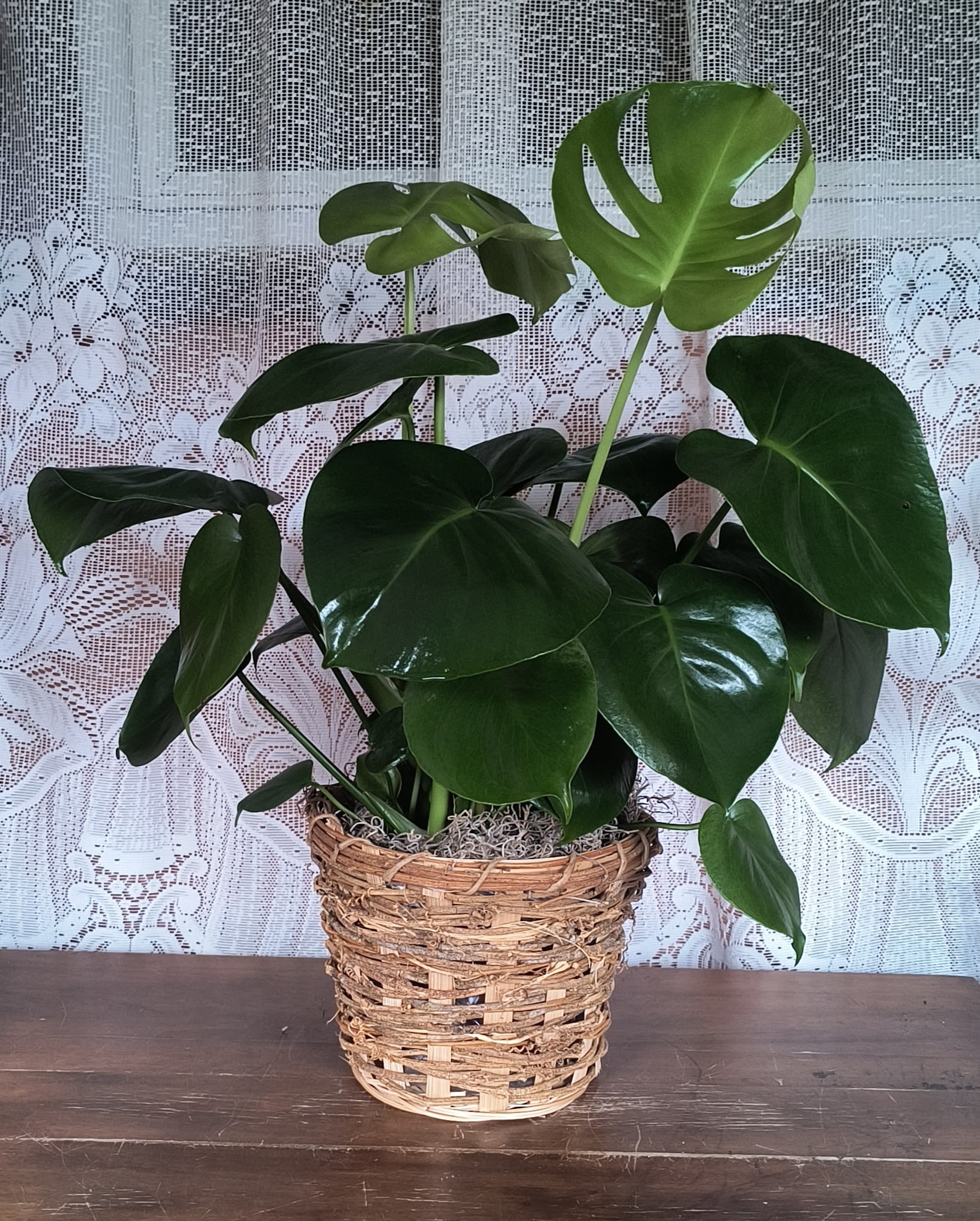 Medium Monstera - Monstera deliciosa, also known as the split-leaf philodendron, is a beautiful climbing evergreen.  It is growing in popularity as a houseplant. This fast-growing tropical plant is admired for its large, glossy leaves that develop unique splits and holes, adding bold greenery to any space.