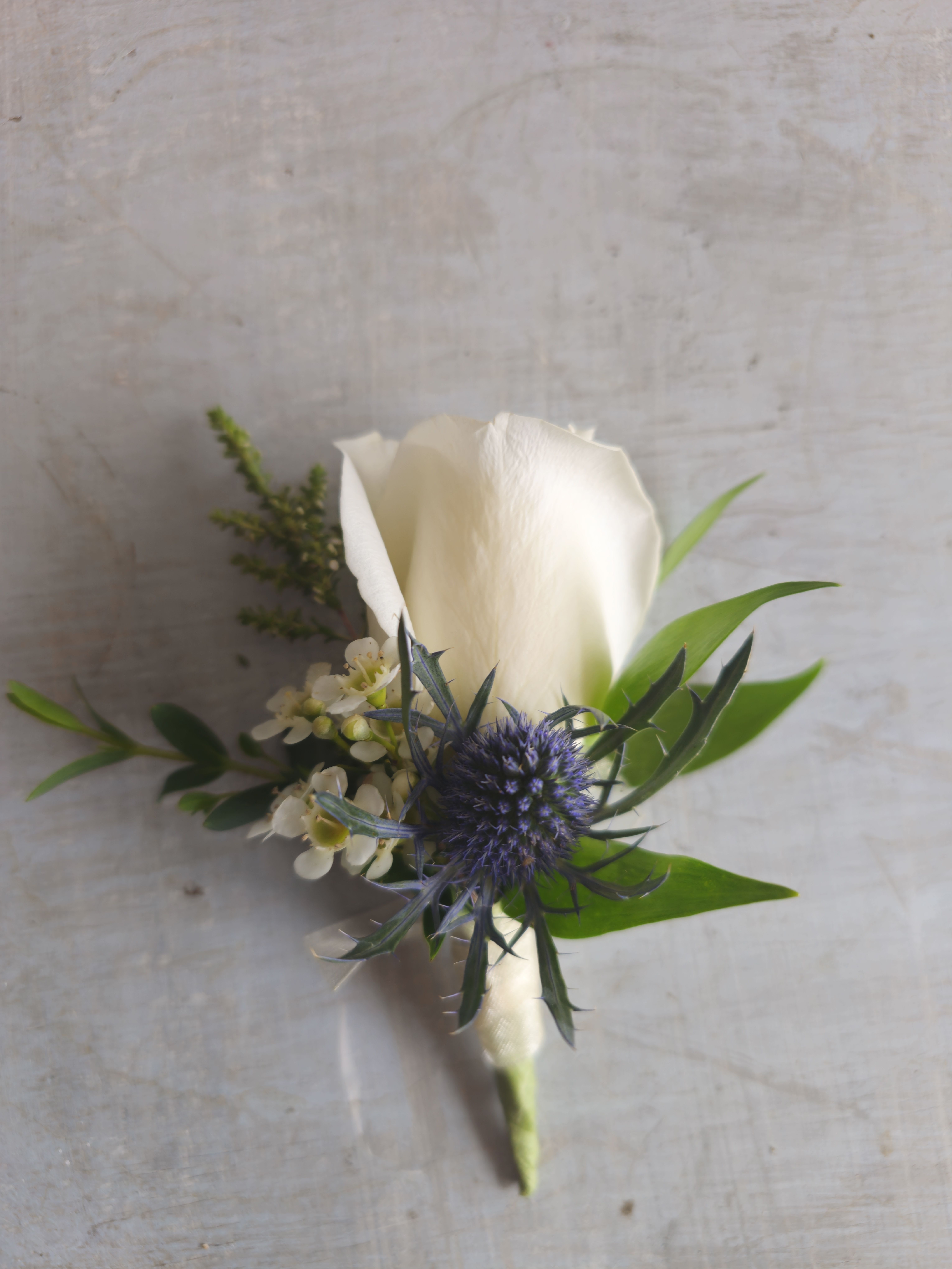 White rose boutonniere with thistle - Beautiful white rose boutonniere with blue thistle