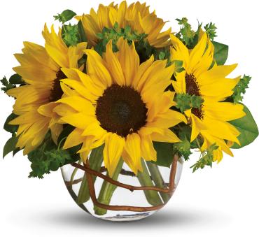 Round glass vase filled with large yellow sunflowers and curly branches in the water.