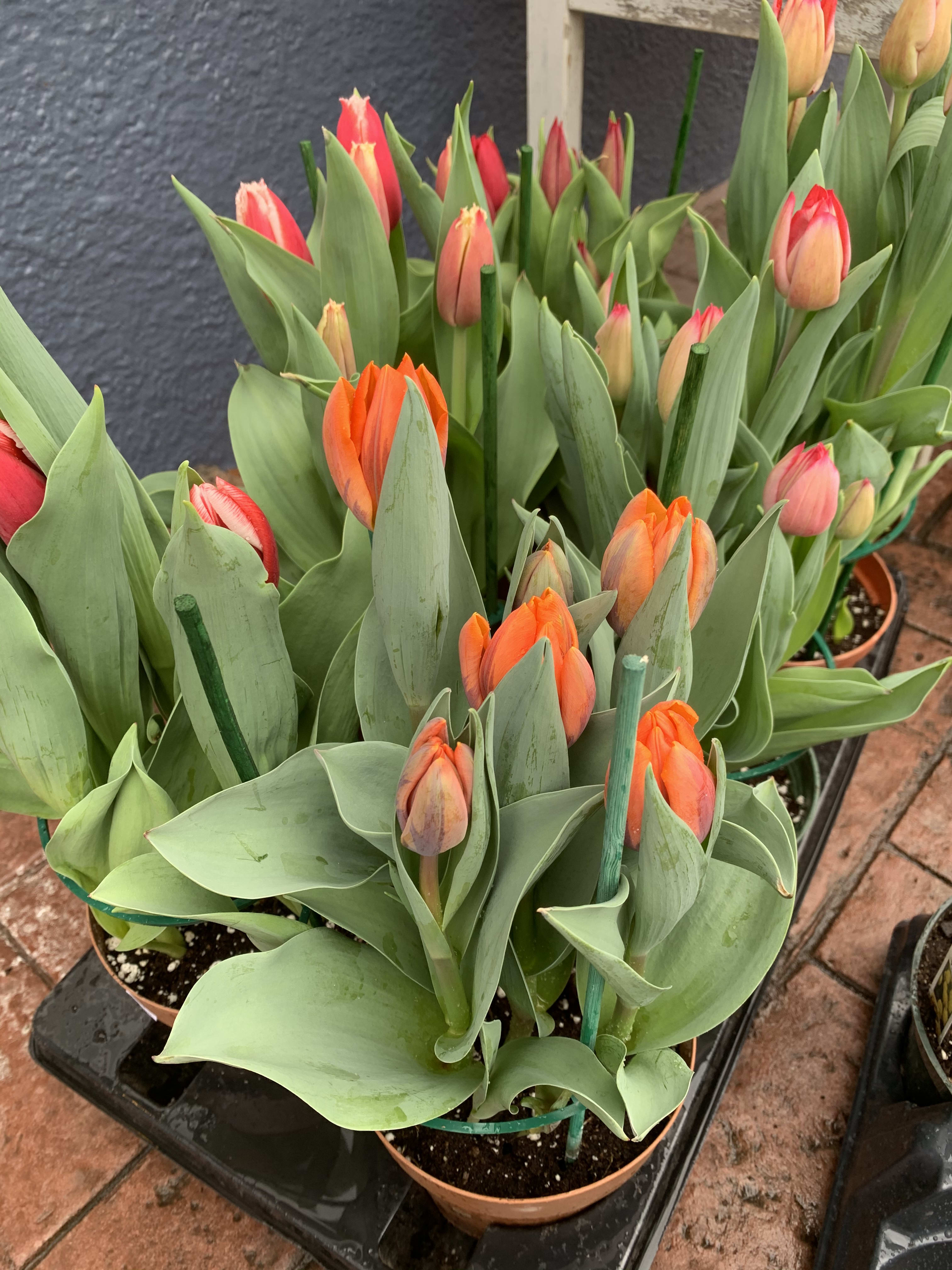 Potted orange and pink tulip plants with closed buds grouped on a tray