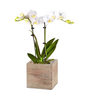 Easter Orchid in White with Bow - Elegant and timeless, the double stem white orchid makes a beautiful Easter hostess gift. The orchid will be in a rustic box container with white stones and a white bow.