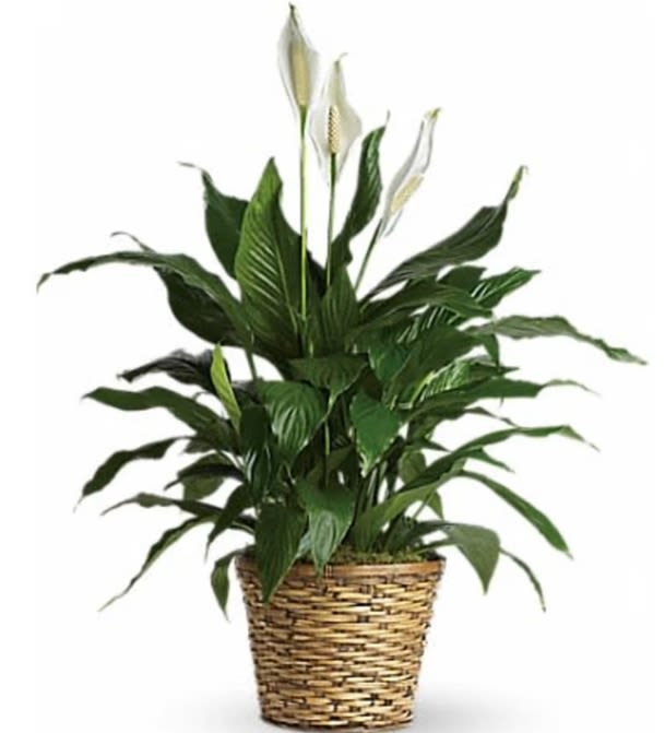 Tall peace lily plant with white blooms in a woven basket planter