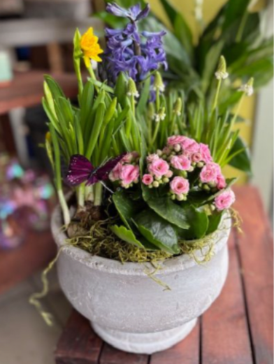 Spring Bulb Planter -  