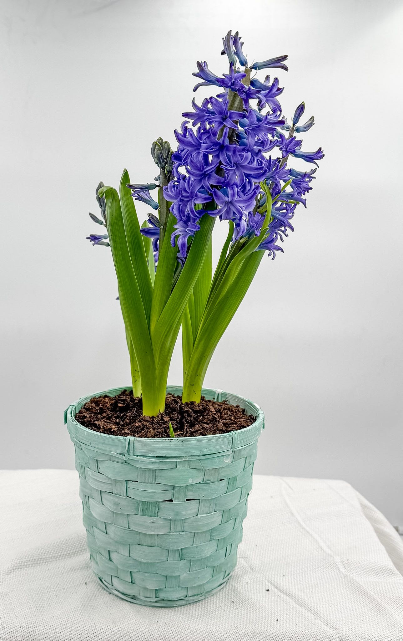 Hyacinth - Spring bulb flower, for Easter and Spring. Fragrant flowers, that can be replanted in the ground and will come back next spring.