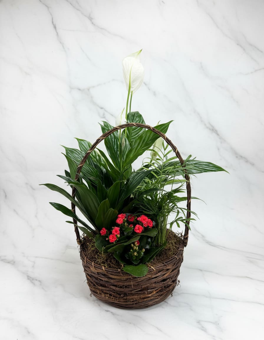 Dish Garden-2 - The perfect present for anyone on any occasion, this plant is filled to the brim with smiles. This garden is overflowing with a collection of Kalanchoes, a golden Pothos and a Croton plant. The flowers may arrive in buds, only to bloom in a short time. This Garden comes with individually potted plants secured together in a wooden trough planter.