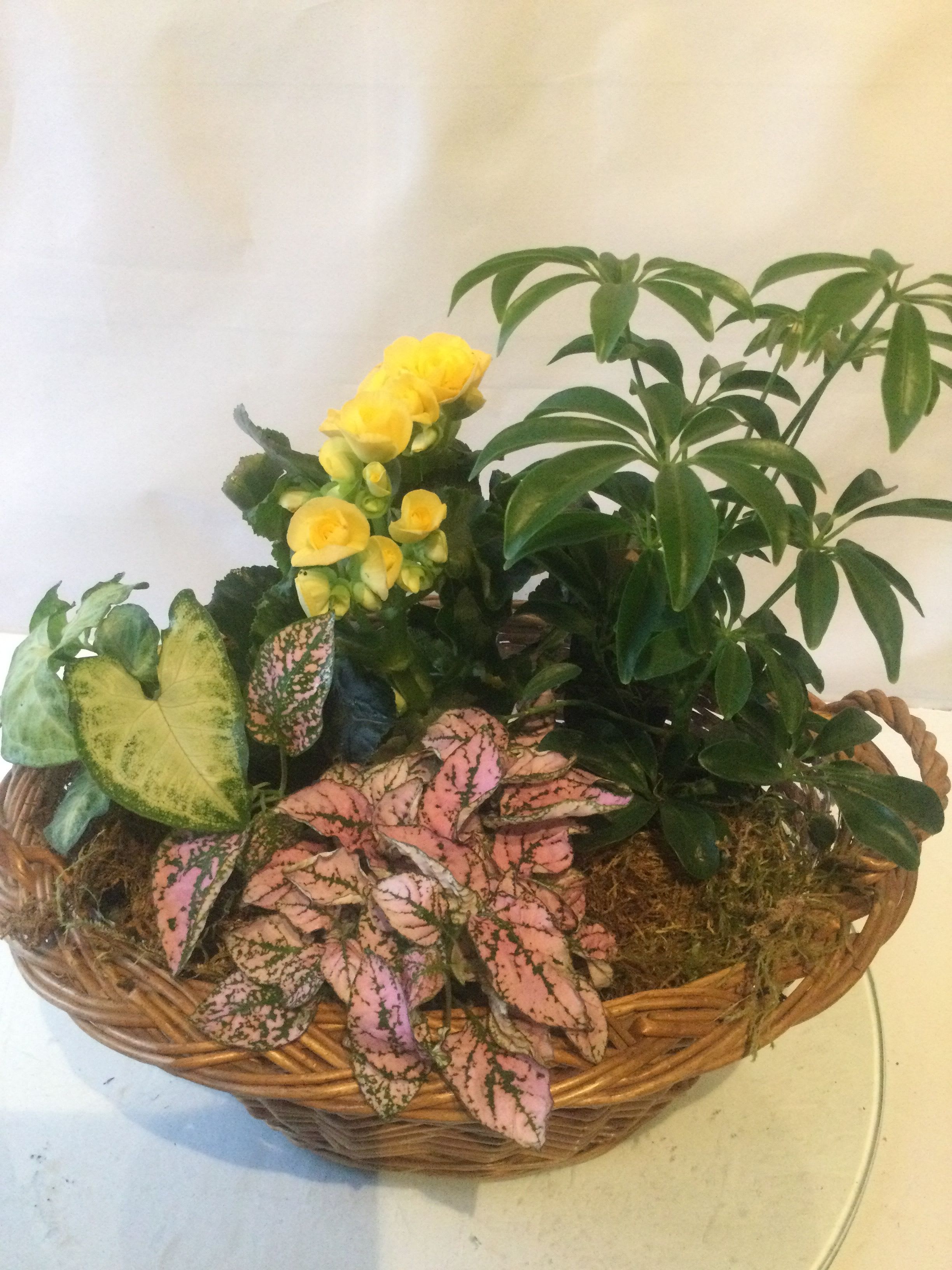 Basket garden of mixed houseplants with yellow flowering plant and pink spotted foliage