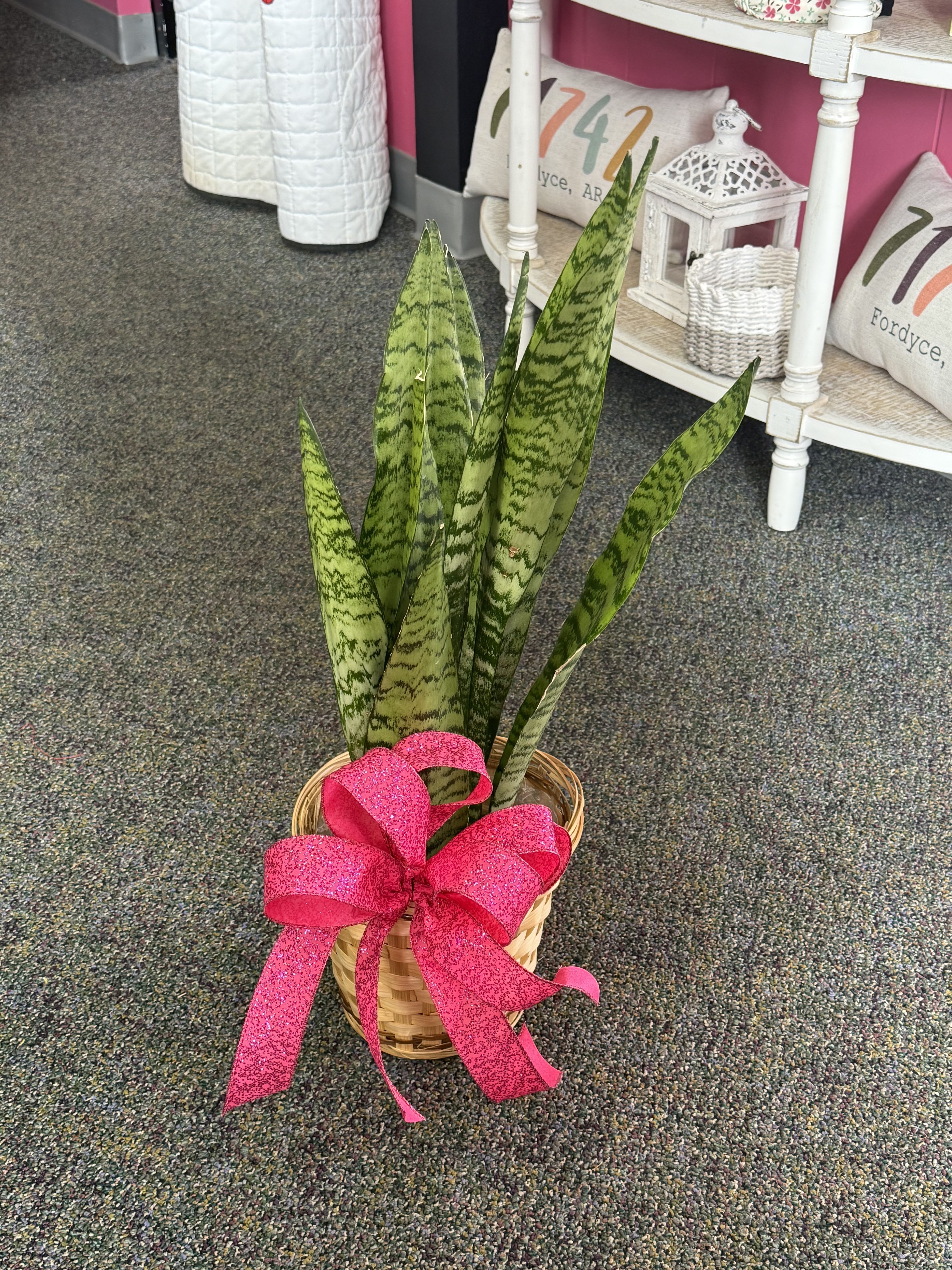 Tall snake plant in a woven basket with a large bright pink glitter bow