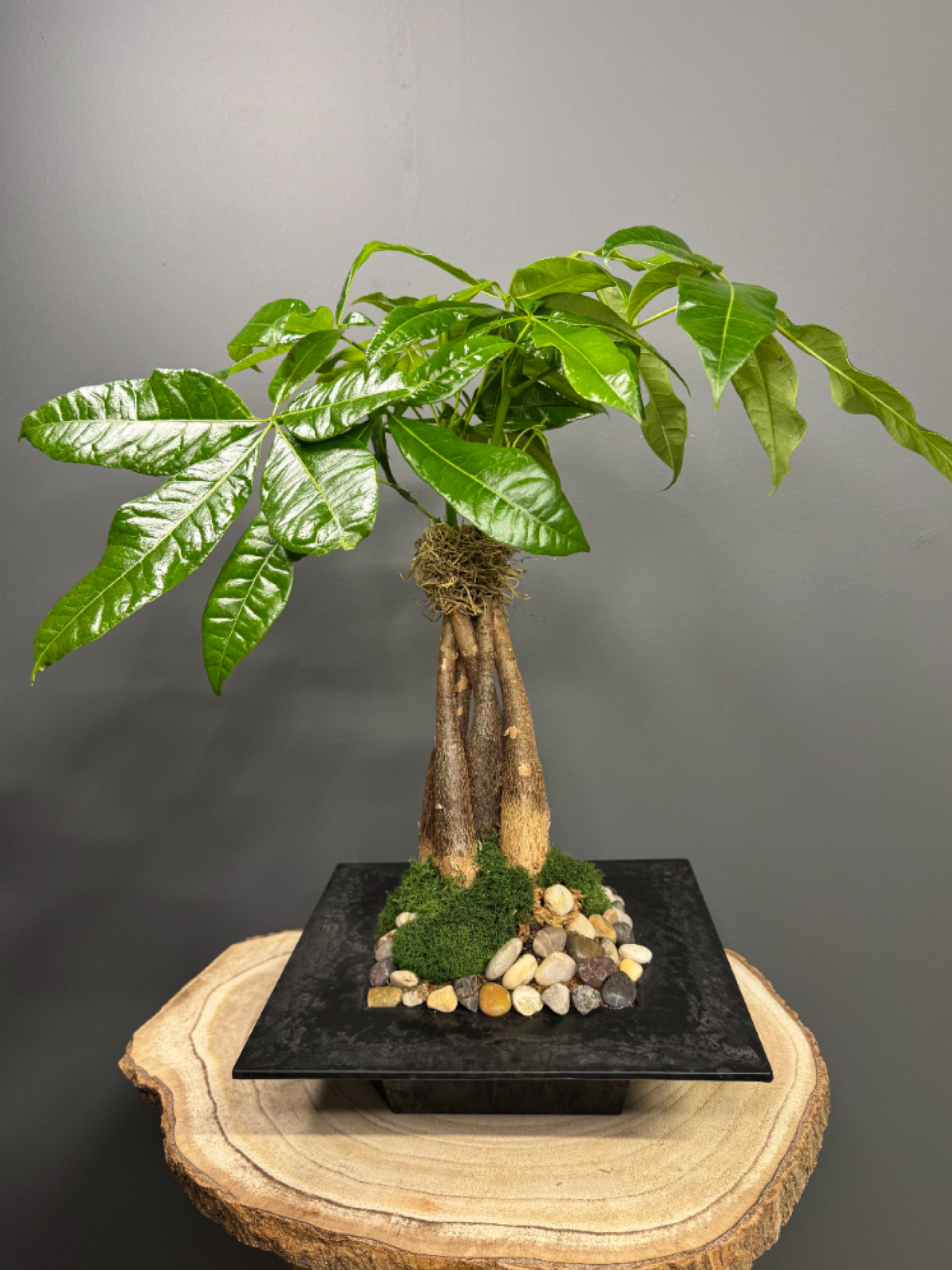 Tabletop bonsai-style green plant with glossy leaves in a black square container