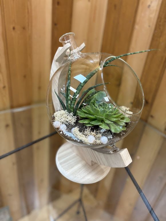 Glass globe terrarium with green succulents on a light wooden stand