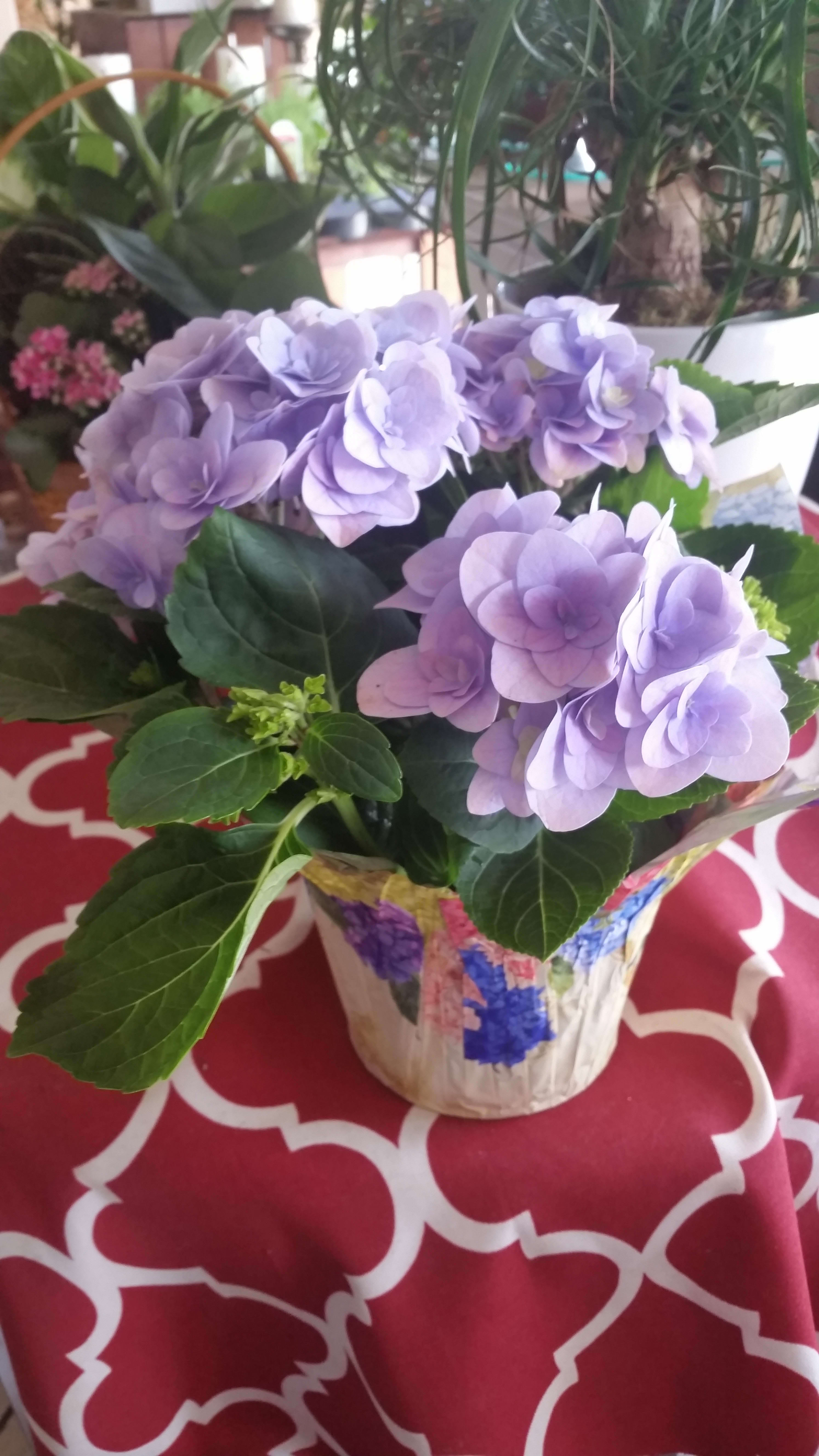Lavender Hydrangea - These hydrangea plants are such a lovely color! We only have a few, so order now if you want it because we will not be getting more. 