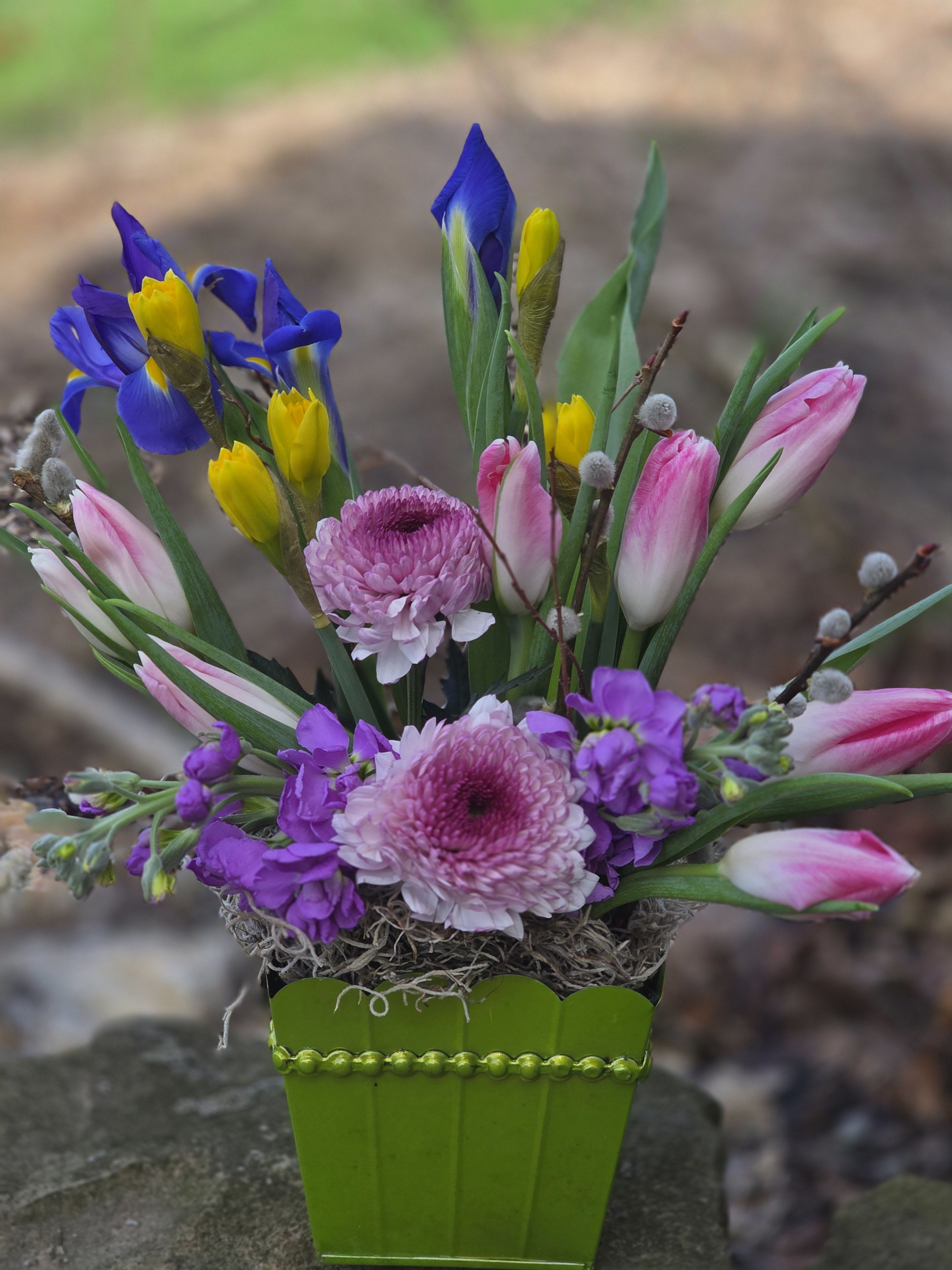 Spring in Bloom - A joyful burst of spring, this flower arrangement is perfect as a birthday bouquet or an uplifting get-well gift. Purple irises rise like graceful accents above pink-and-white tulips, while lavender stock and pink cushion chrysanthemums form a soft, fragrant cluster below - the combination reads as celebratory and comforting for the person you're thinking of.  Arranged in a shiny lime-green metal pot, the mix of purple, pink, yellow and green plays bright against the green hardiness of the container. Natural moss covers the surface around the stems for a garden-inspired texture, and the taller irises and tulips provide pleasing vertical movement while the mums and stock fill out a plush, full base. Sized to sit on a table or windowsill, it's an easy-care centerpiece that brings spring indoors and makes someone feel truly seen.