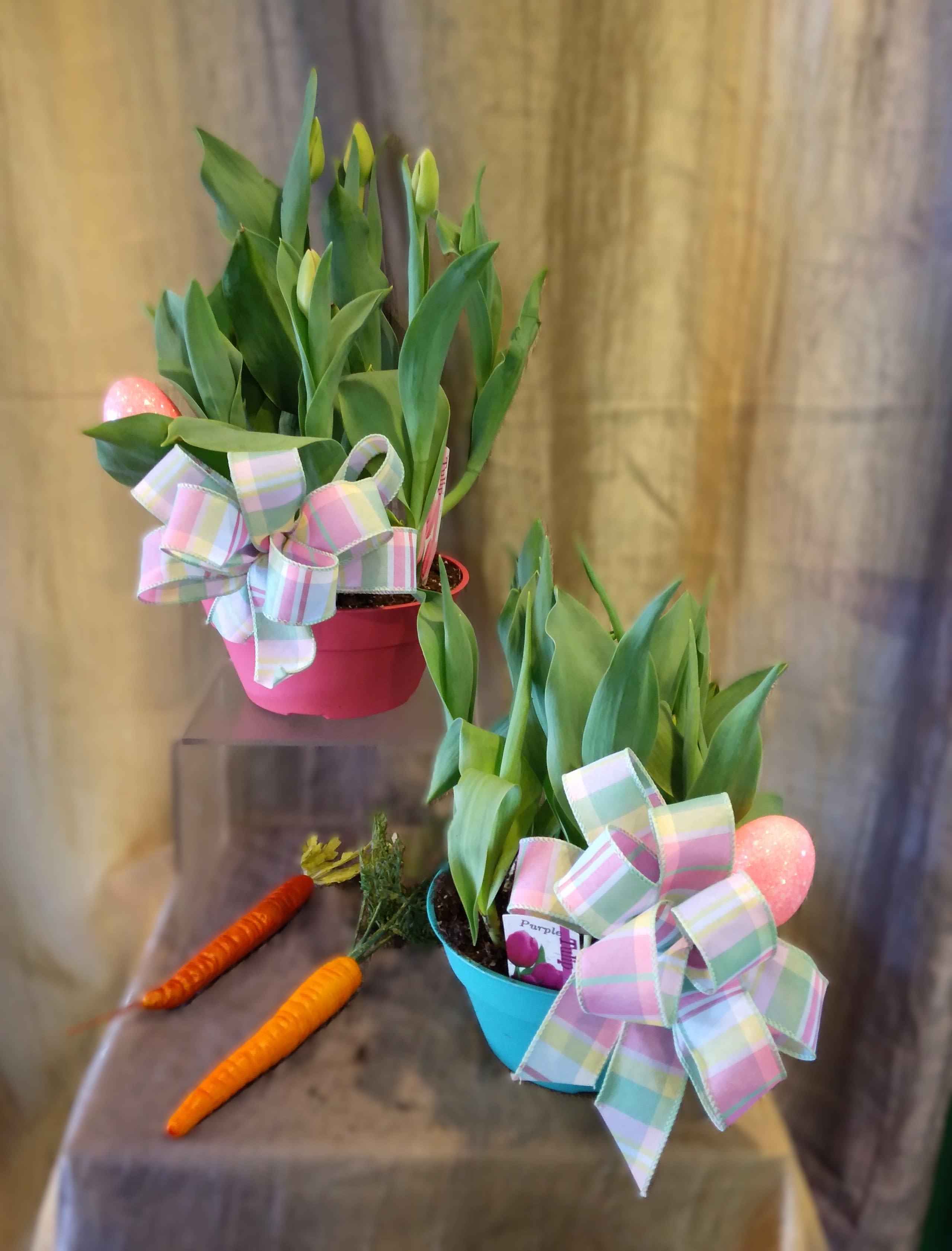 Spring Tulip Bulb Garden ~ Flower A Day - Mixed Spring Tulip Bulb Gardens are here! Tulip color and container color may vary between spring colors. Contains a spring bow and Easter Egg insert. They can also be planted outside after enjoying inside! 