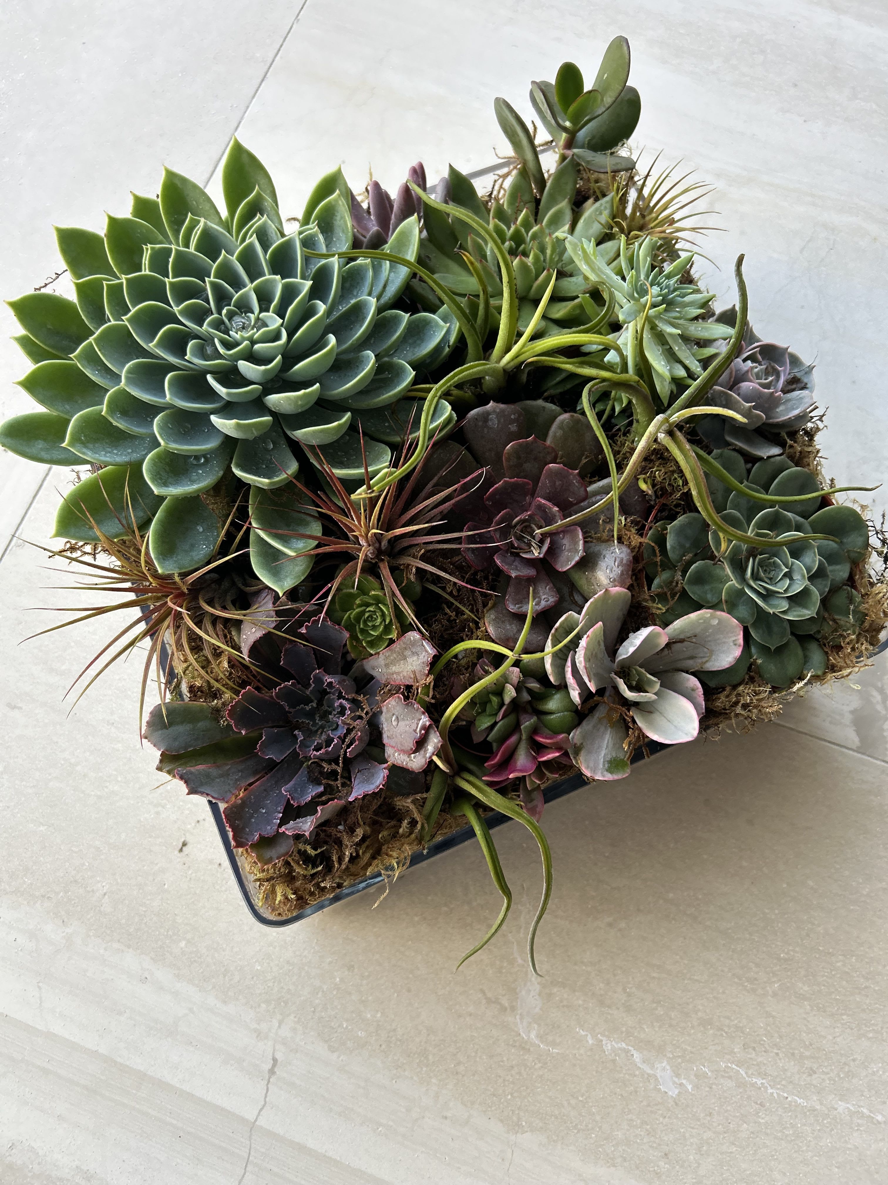 Extravagant Succulent garden - Large overflowing succulent garden that lasts 5-10 YEARS. 48" in diameter. They require very little care and can be placed on outdoor shaded area as well, with temperatures between 55-80 degrees.