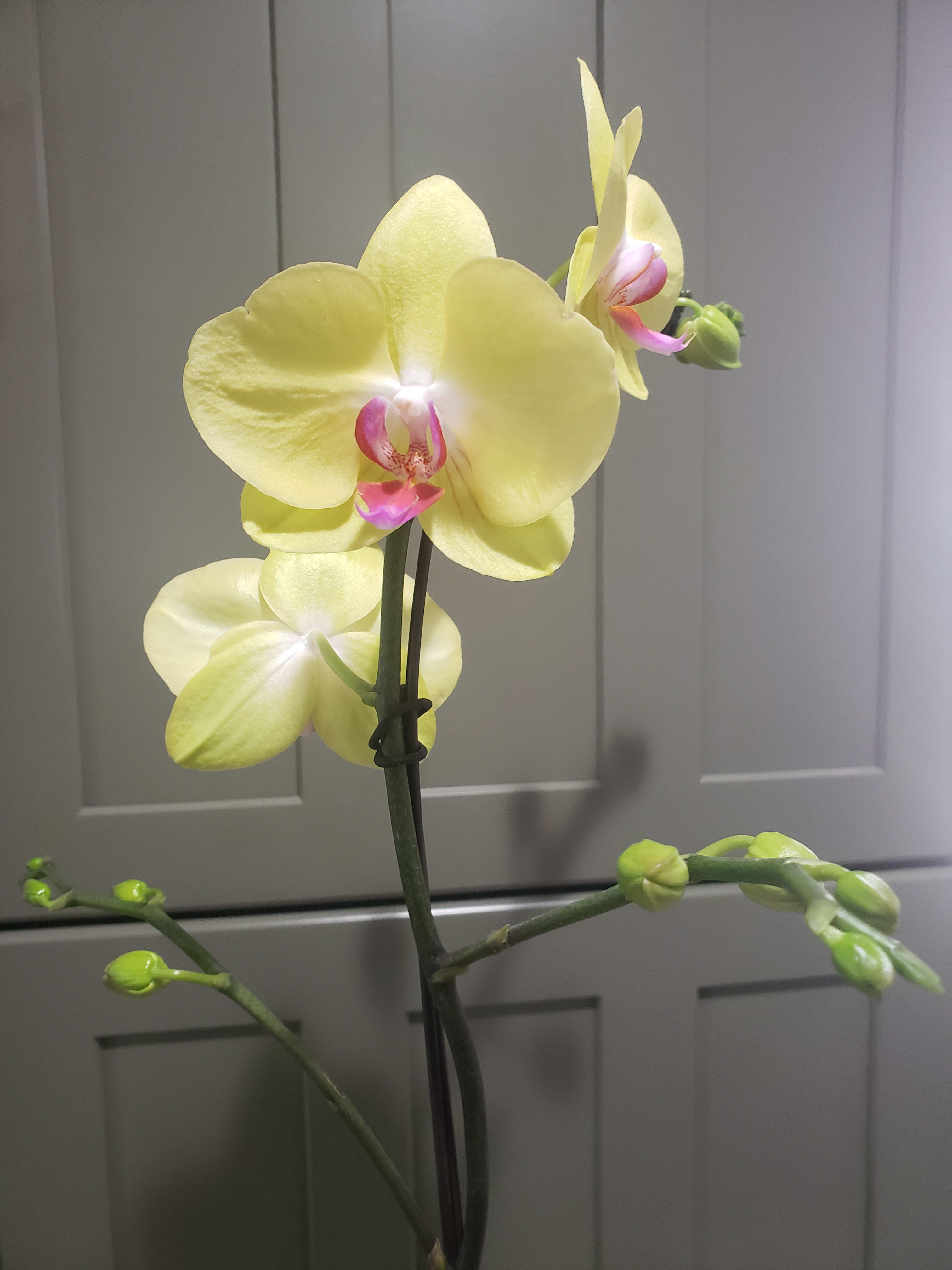 Yellow orchid stem with pink centers and buds against a gray background