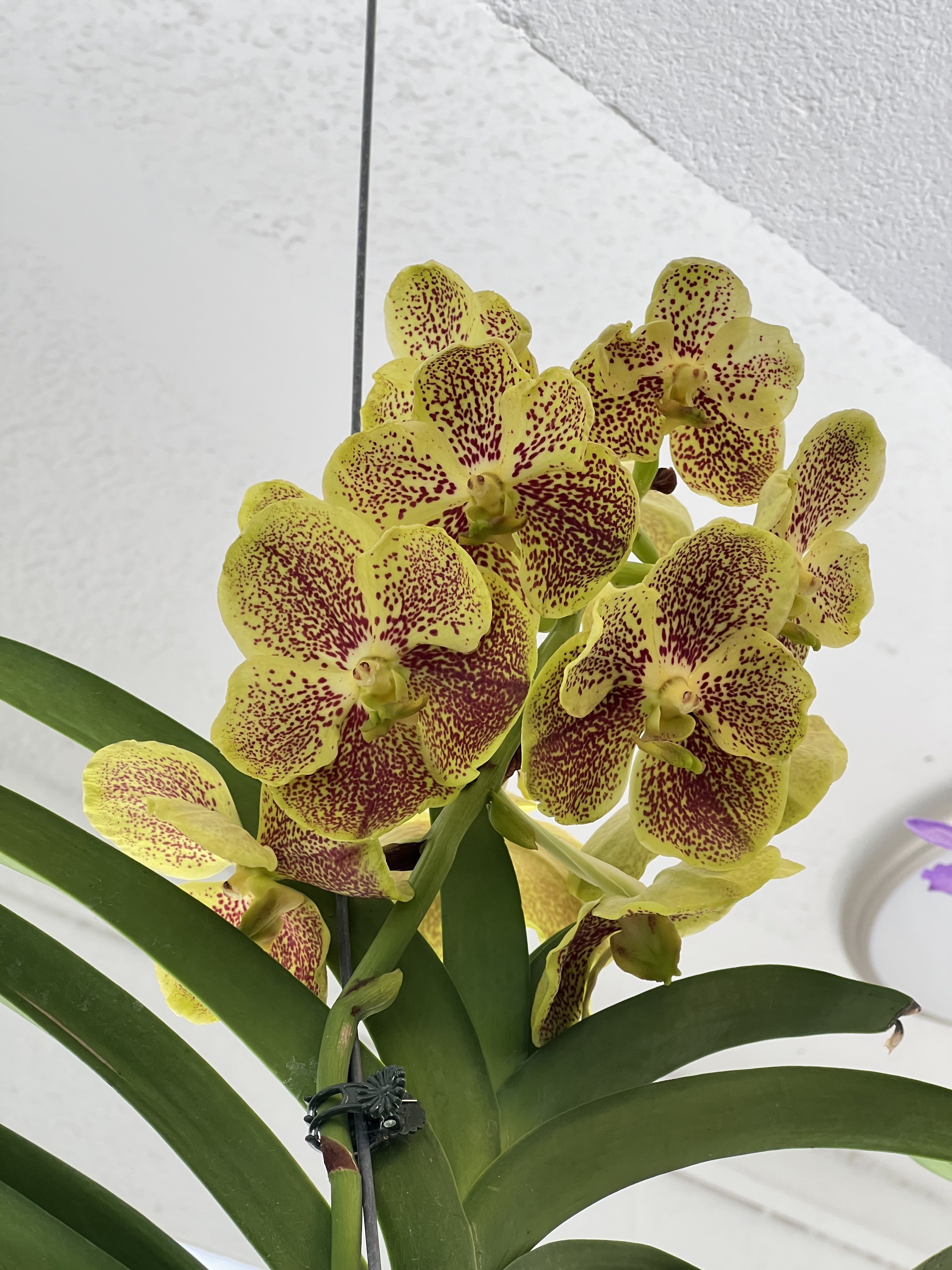 Yellow orchids with red speckles on a green-leafed plant against a light indoor ceiling.
