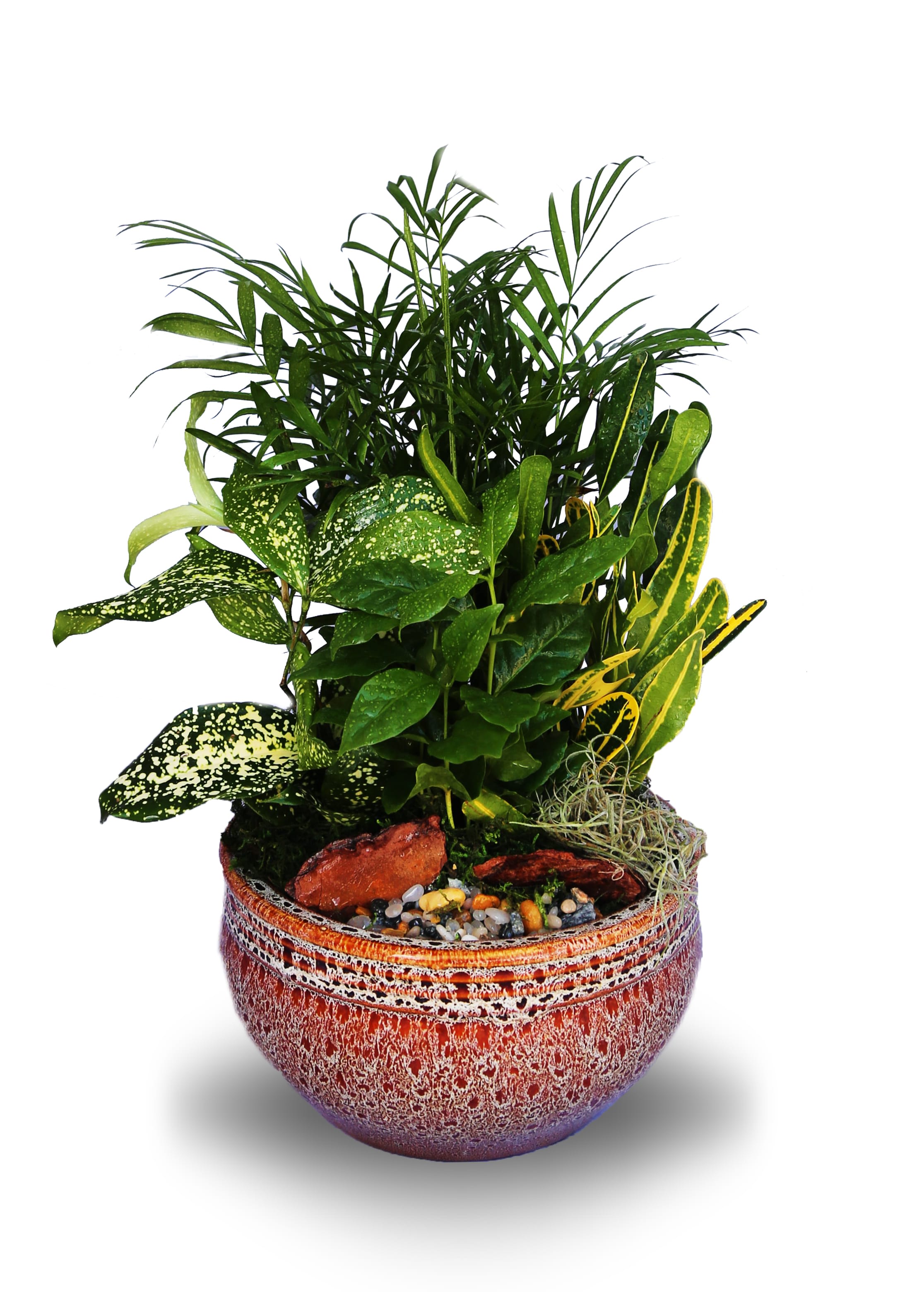 Potted dish garden of assorted green houseplants in a textured red ceramic bowl