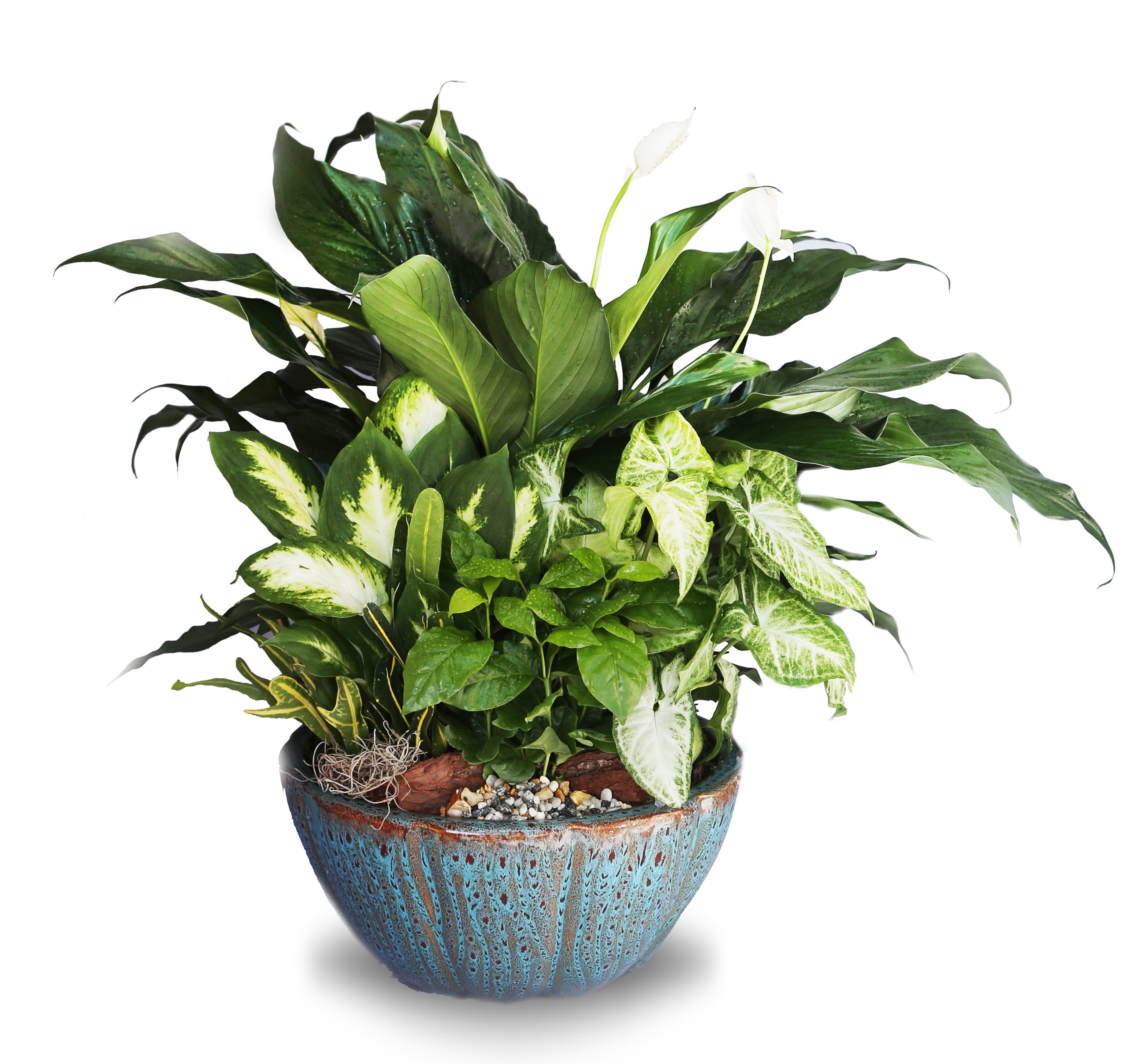 Lush mixed green houseplants arranged in a blue ceramic bowl planter