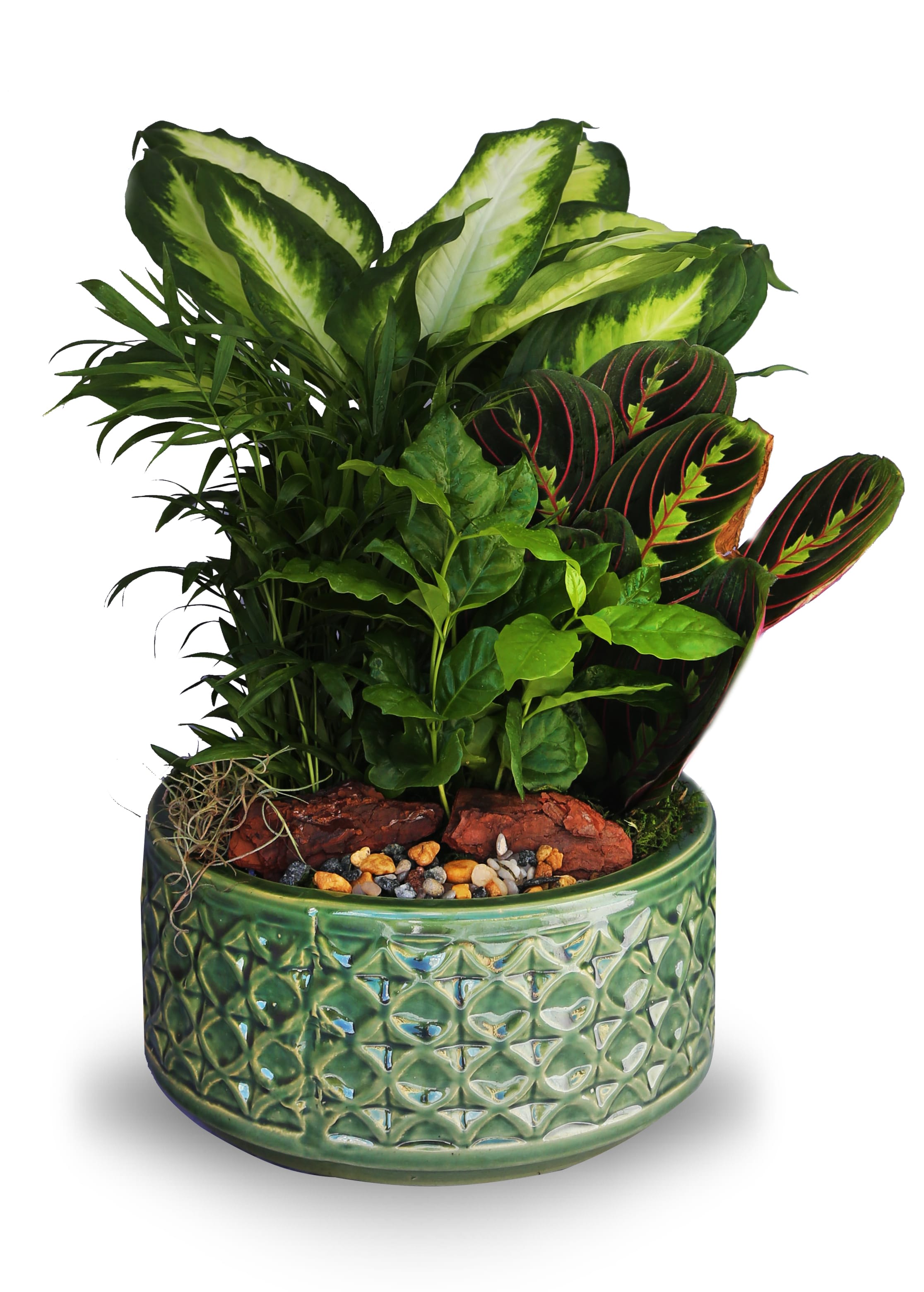 Dish garden of assorted indoor plants in a low green ceramic pot with decorative stones