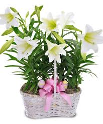 Potted white lilies in a white wicker basket with a pink bow and pastel eggs.
