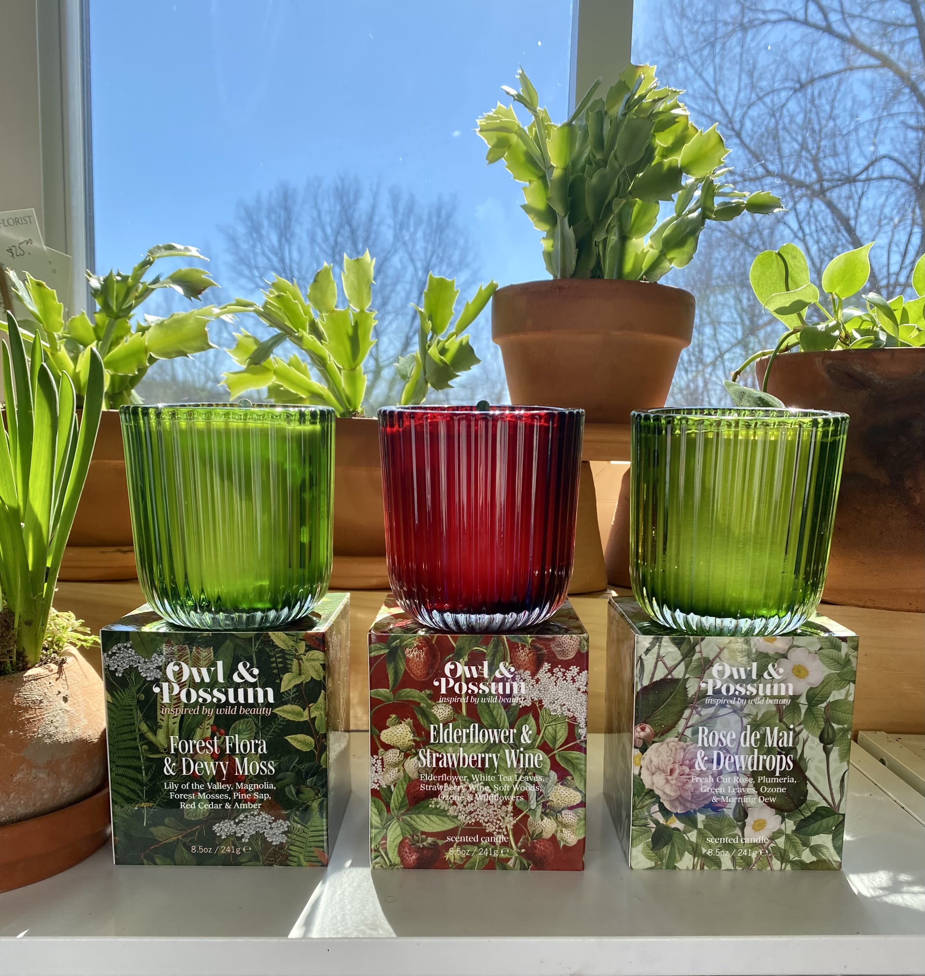 Boxed Glass Candle - A luxe glass candle from Owl &amp; Possum in a beautiful botanical printed box. Hand-poured in the US, eco-friendly vegetable wax blend, cotton wicks and fragrances free from phthalates, carcinogens, mutagens &amp; reproductive toxins. Vegan-friendly.  Available Scents: Rose de Mai and Dewdrops/ Elderflower and Strawberry Wine/ Forest Flora and Dewy Moss