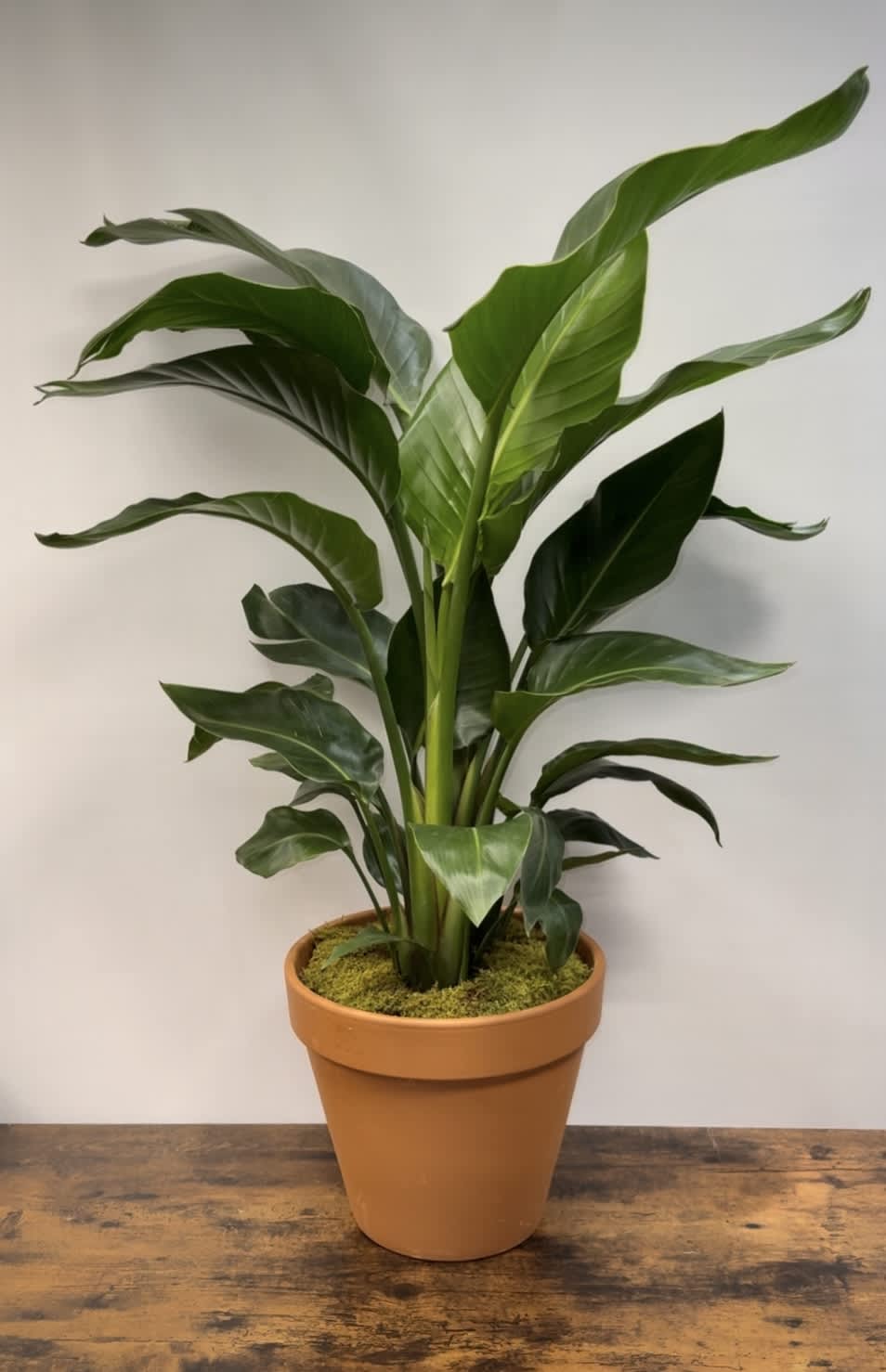 Tall houseplant with large glossy green leaves in a terracotta pot on a wooden surface