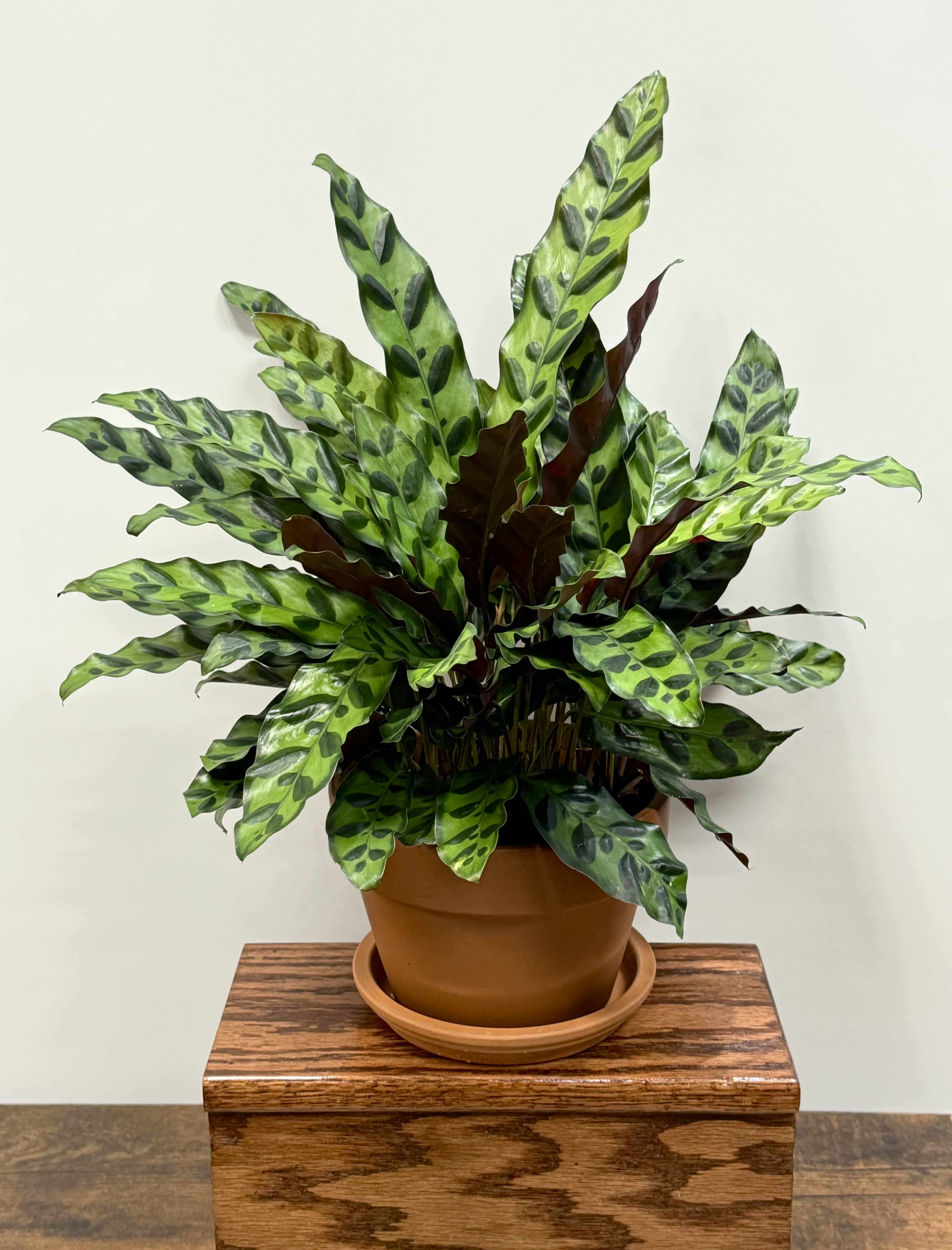 Potted houseplant with long spotted green leaves in a terracotta pot on a wooden stand