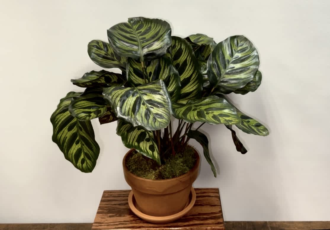 Potted houseplant with large green striped leaves in a terracotta pot on a wooden surface
