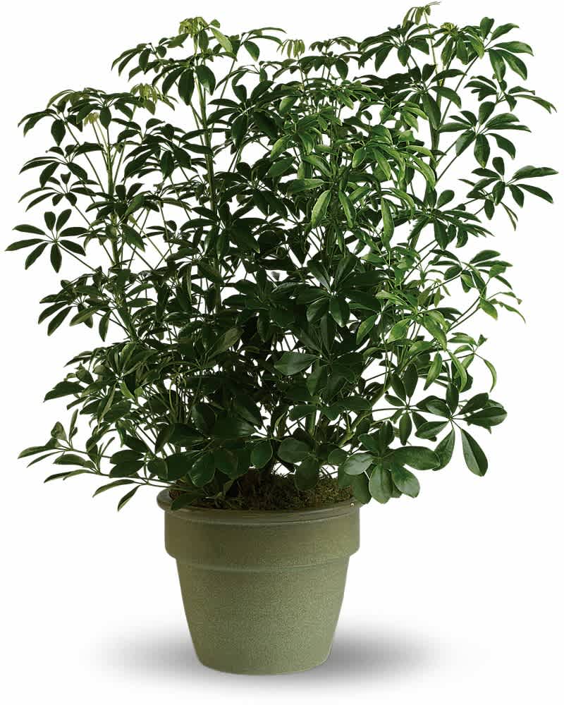 Tall potted houseplant with glossy green leaves in a light green container