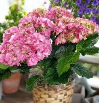 Potted pink hydrangea plant in a woven basket container