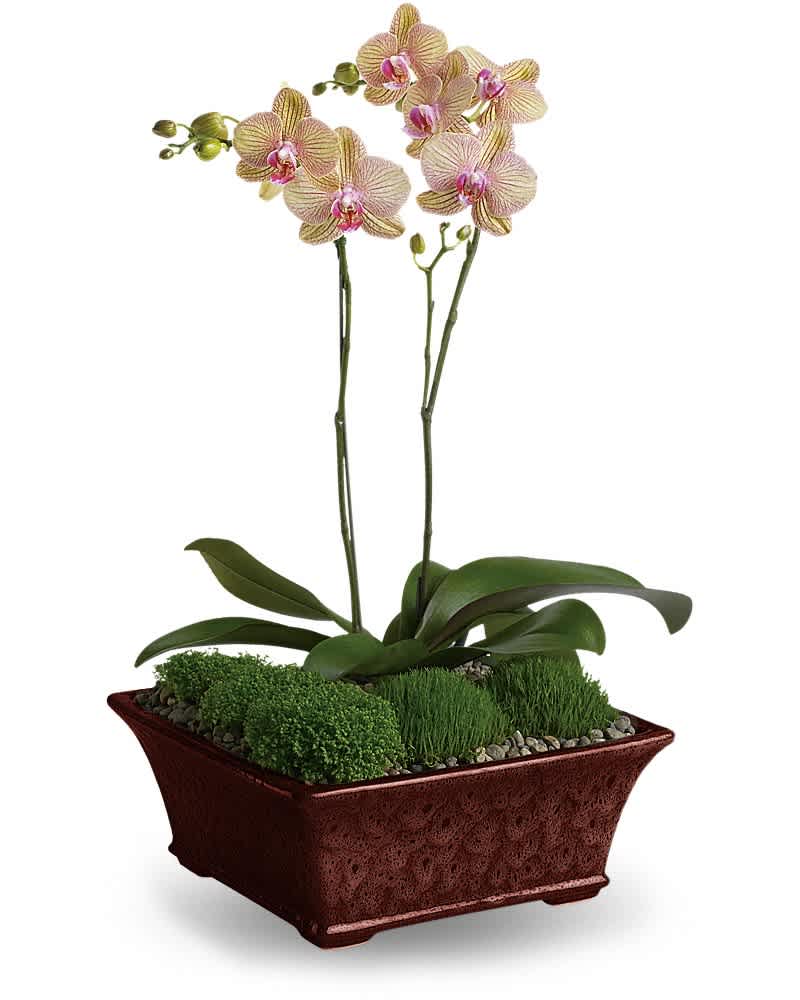 Potted yellow and pink phalaenopsis orchids in a red rectangular ceramic planter with moss.