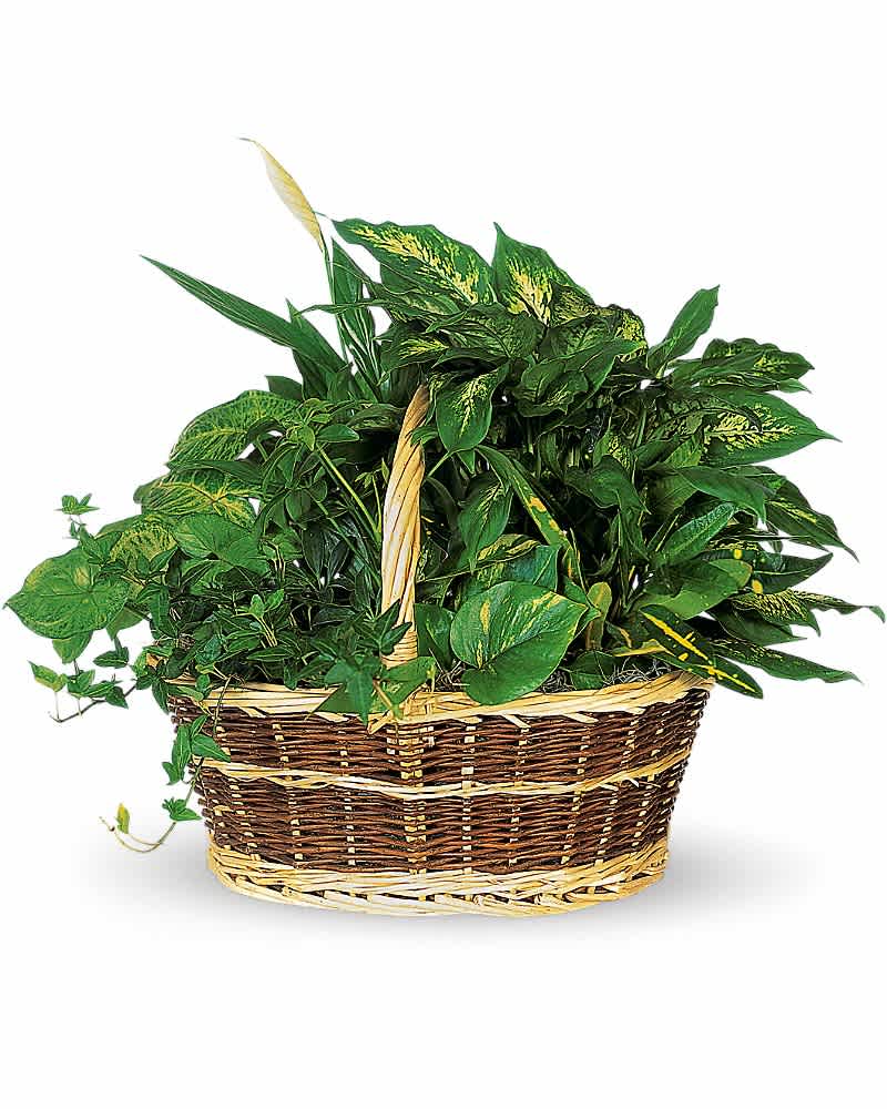 Mixed green houseplants arranged in a handled wicker basket.