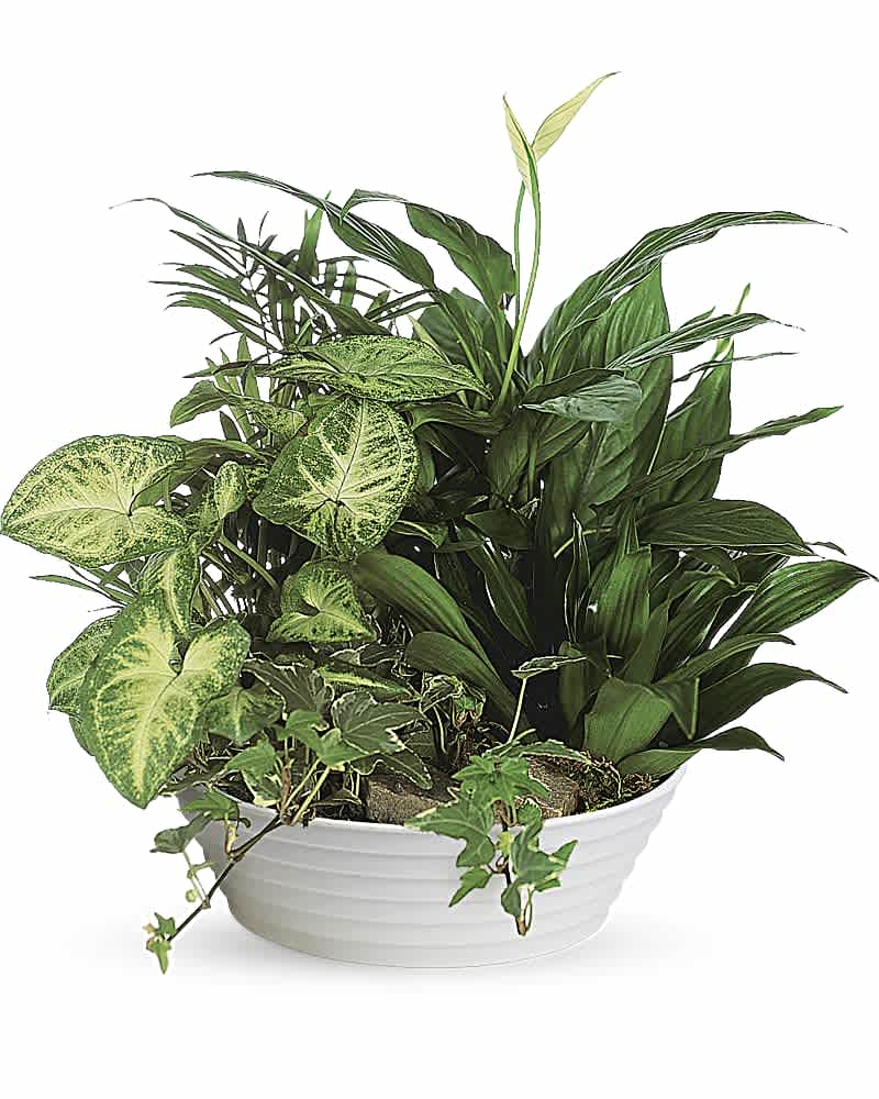 Mixed green houseplants arranged in a low white bowl planter