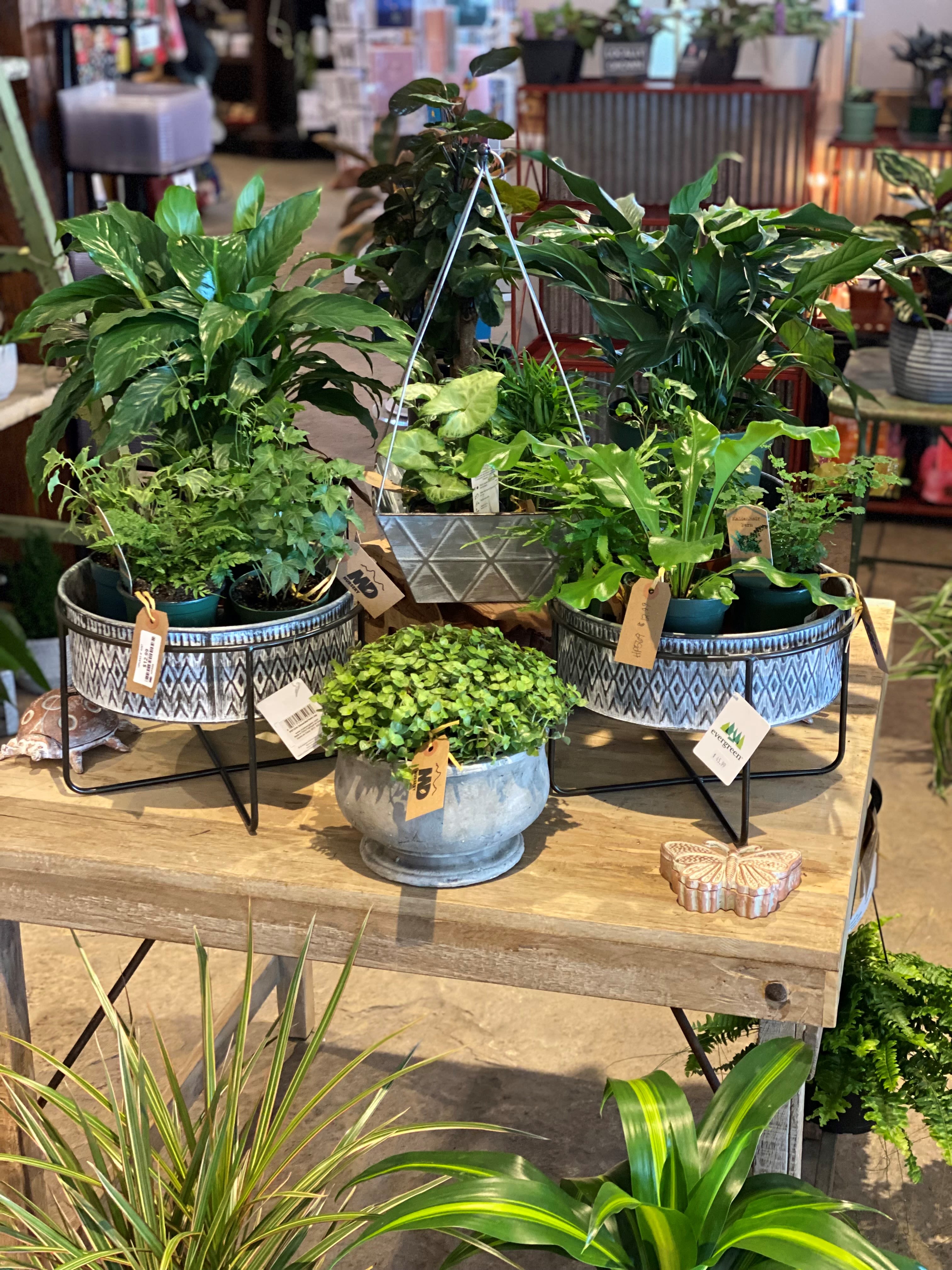 Houseplant 1 - Assorted houseplants